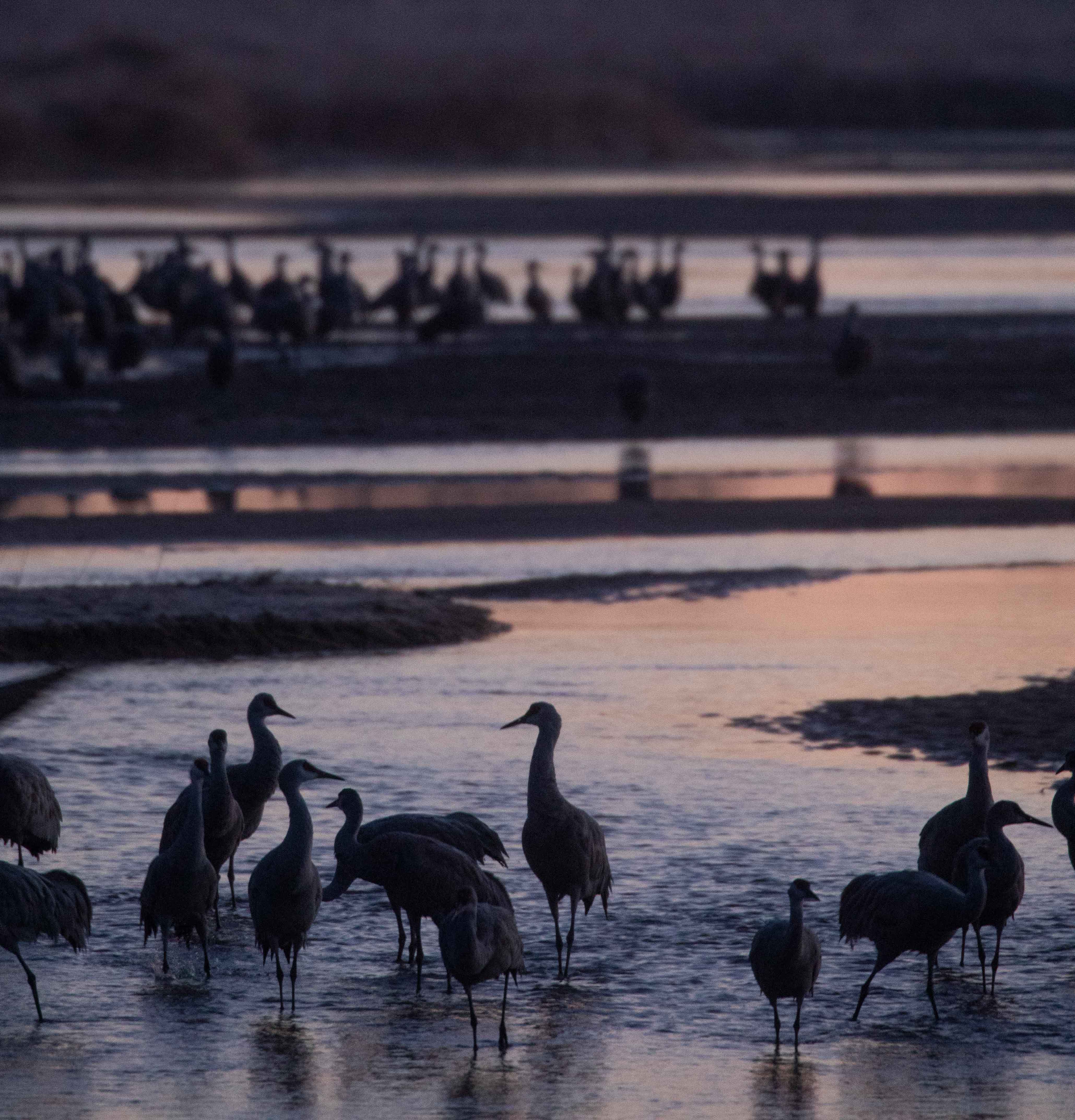 sandhill cranes resting