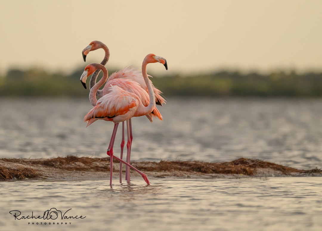 Three flamingos standing in shallow water
