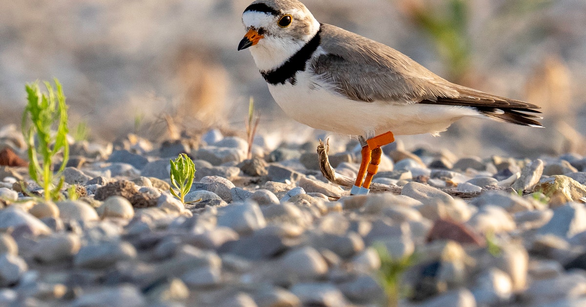 Release The Chicks! Banding Great Lakes Piping Plover Chicks in Northern Wisconsin Release The Chicks! Banding Great Lakes Piping Plover Chicks in Northern Wisconsin