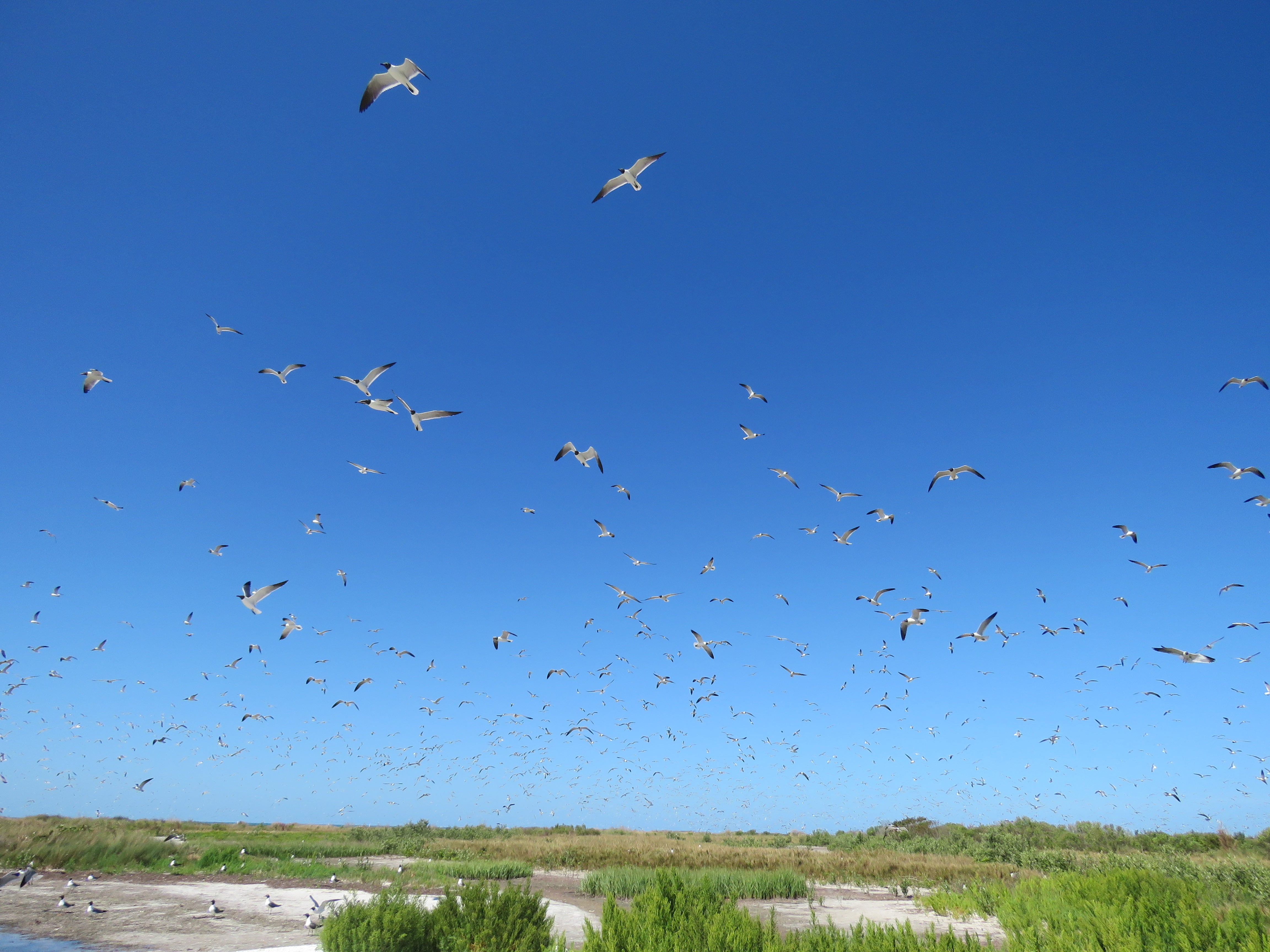 Seabirds in flight over a beach