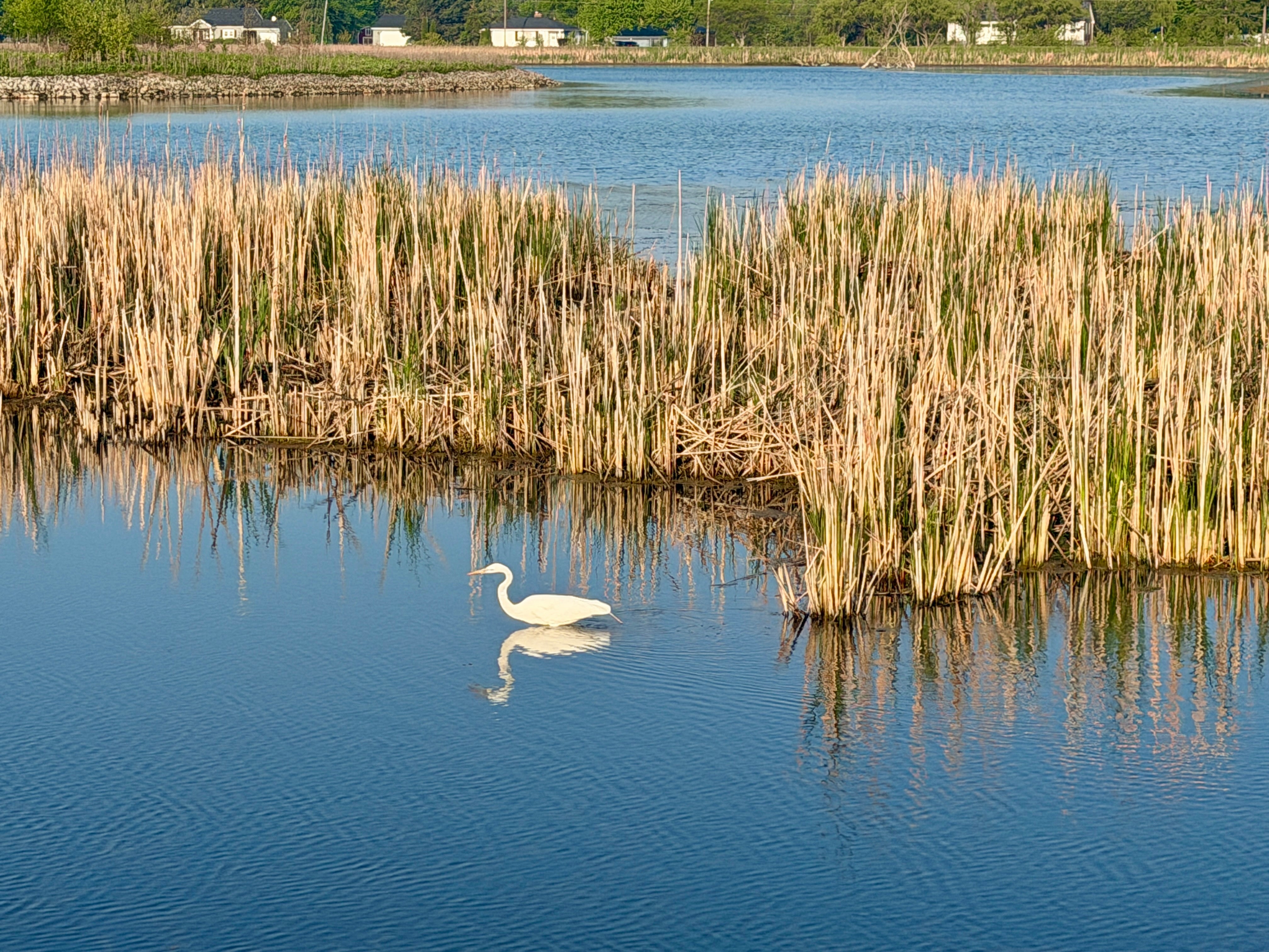 Bird Walk at Howard Marsh during the Biggest Week in American Birding