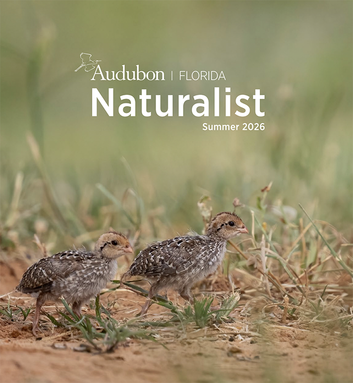 two northern bobwhite chicks on the grass