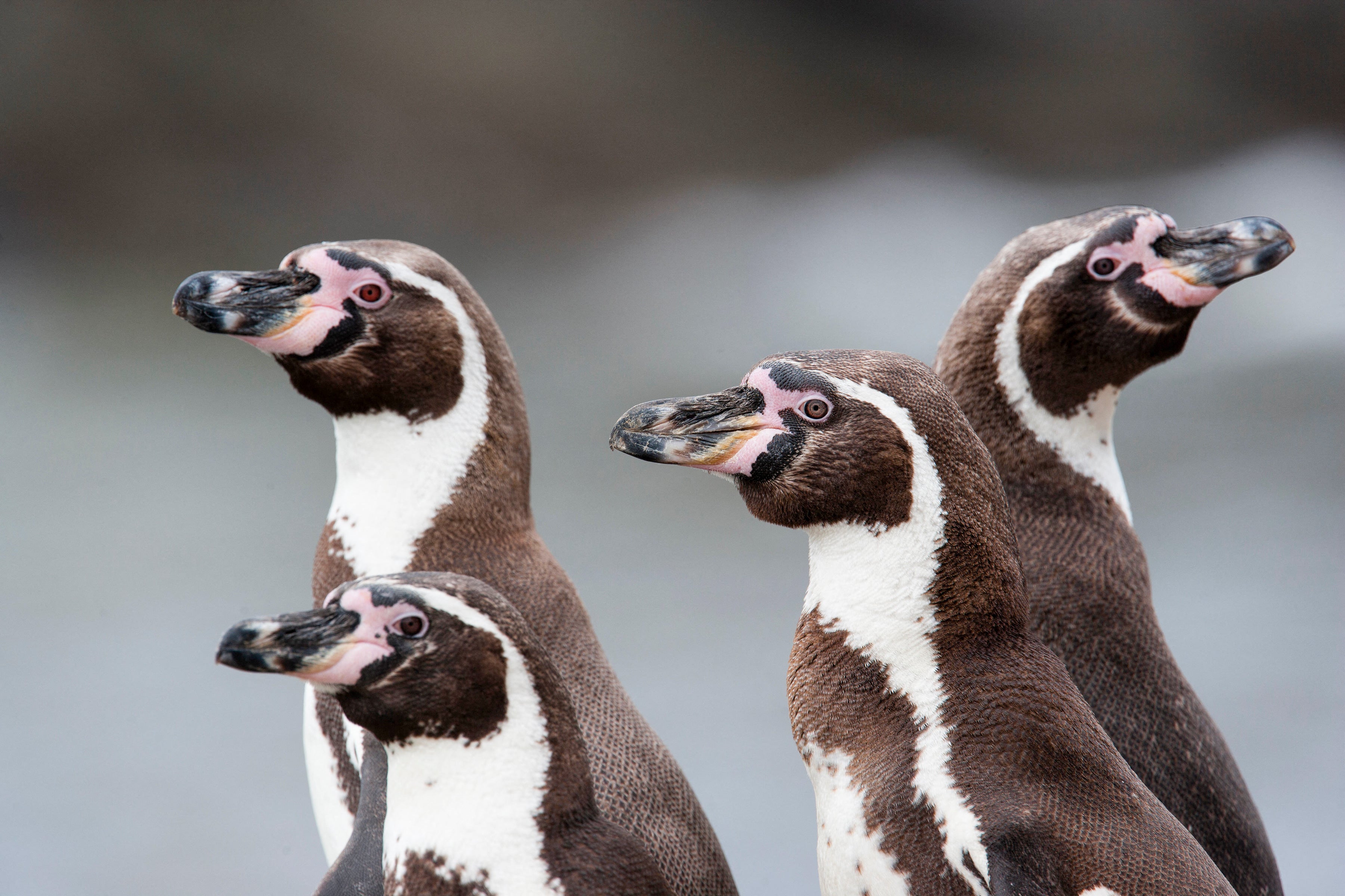 Portrait of four Humboldt Penguins.