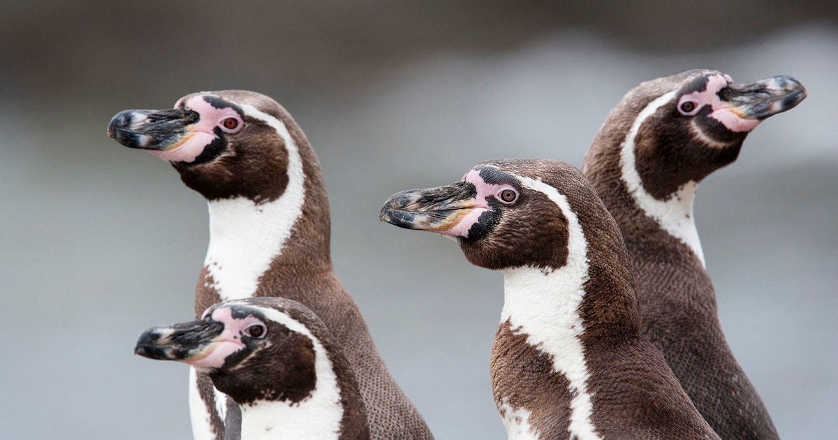 It’s a Race to Save the Humboldt Penguin It’s a Race to Save the Humboldt Penguin