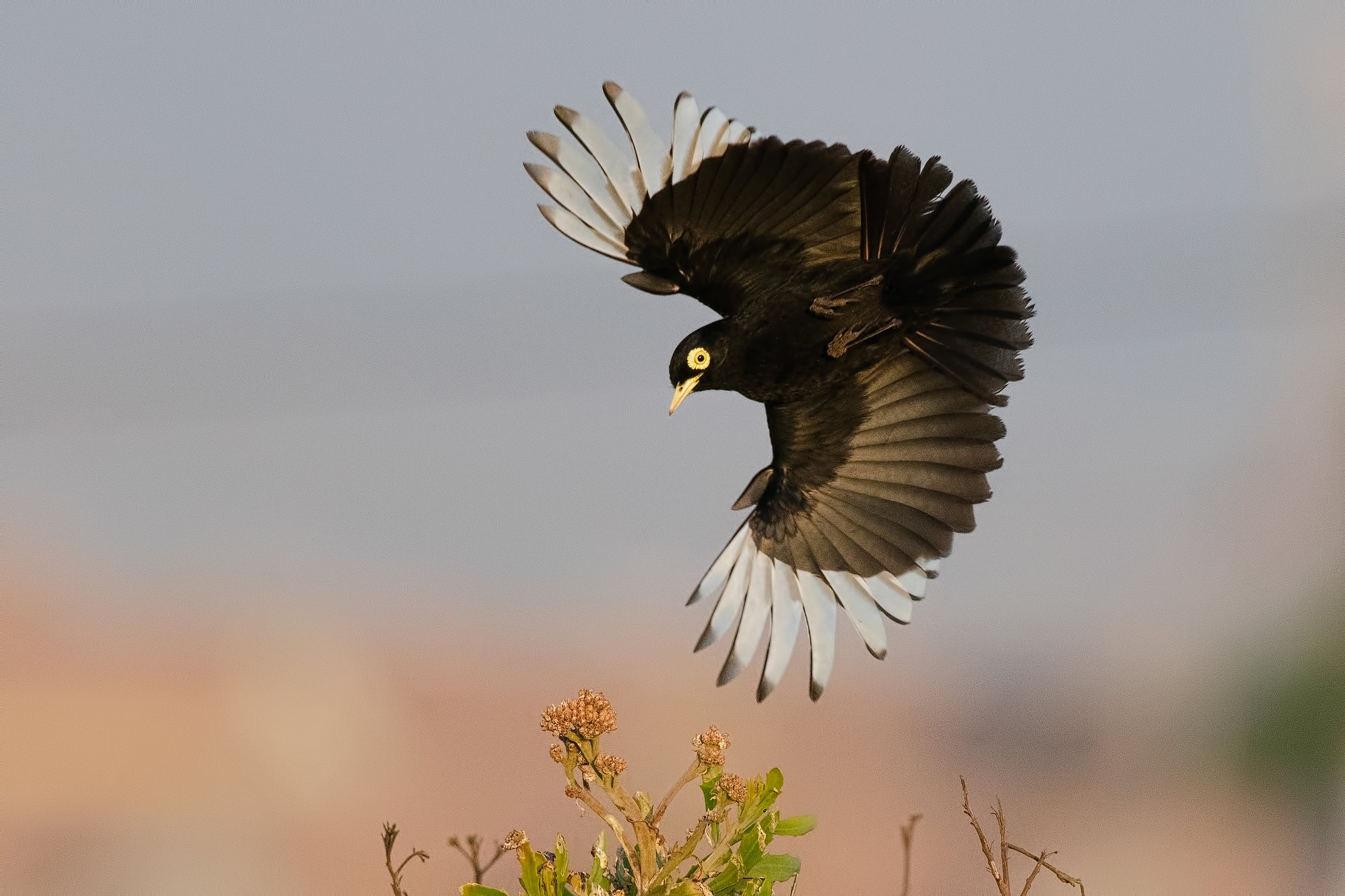  black bird with white wing tips and yellow circles around his eyes is in flight. Its wings and tail feathers are fanned out into a semi-circle. The camera catches him from below.