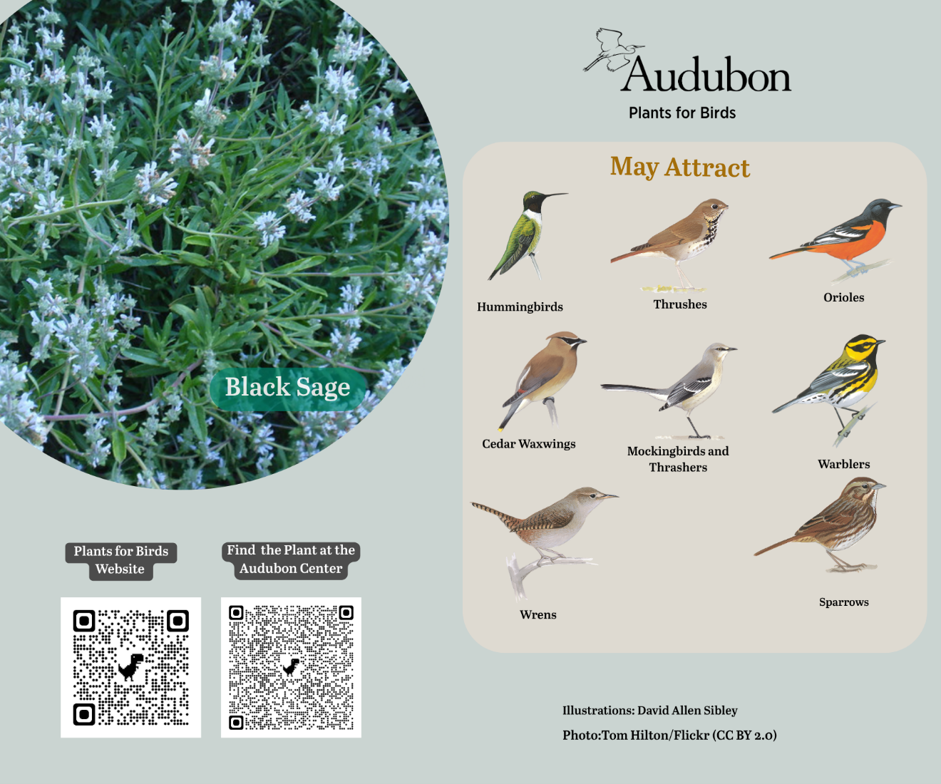 Black sage: Plants for Birds card created by Denys. Features a QR Code to the Plants for Birds website.
