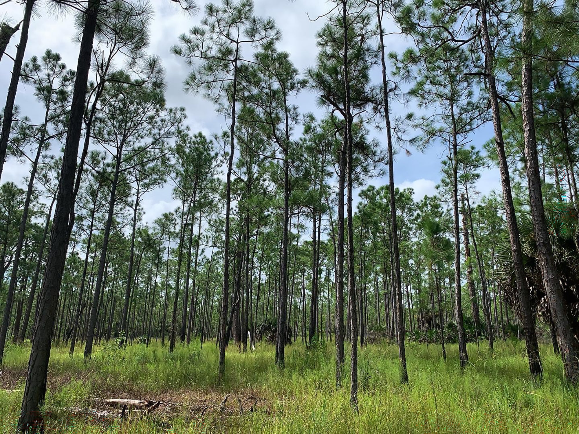 View of a recently burned forest
