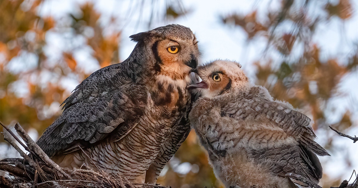 10 Fun Facts About the Great Horned Owl 10 Fun Facts About the Great Horned Owl