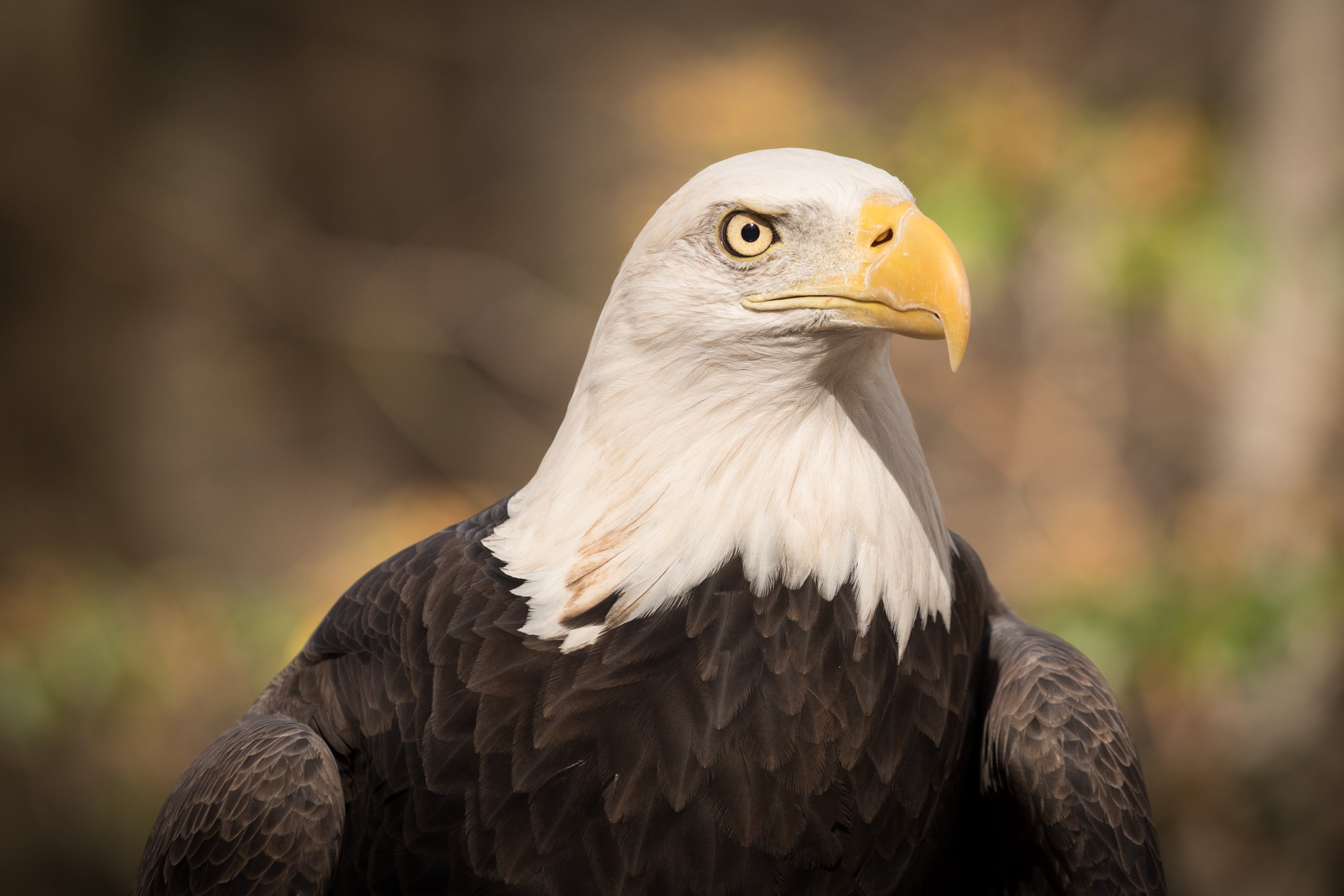 A portrait of a Bald Eagle.