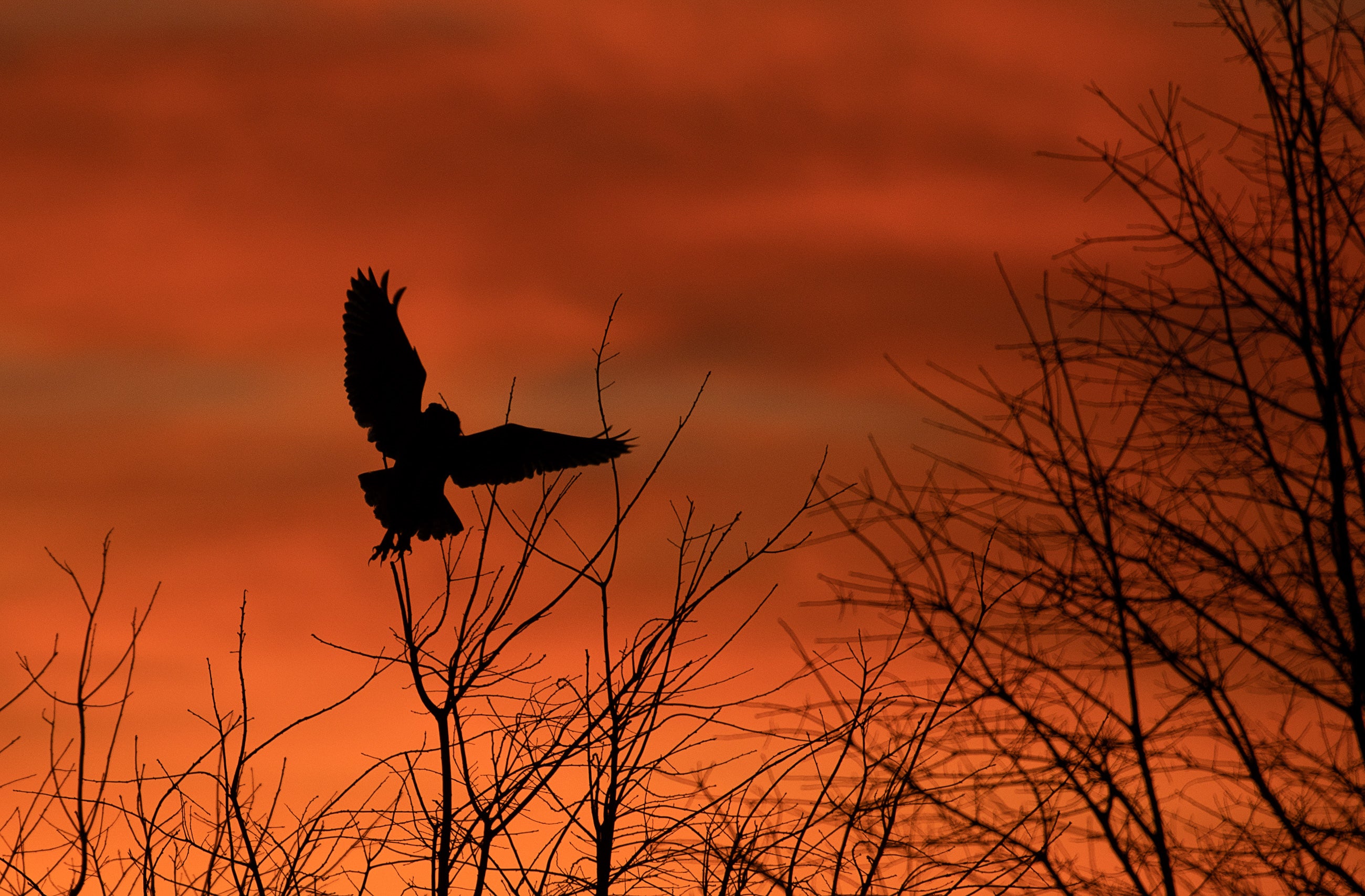 Silhouette of a Great Horned Owl taking off from a branch against an orange sky.