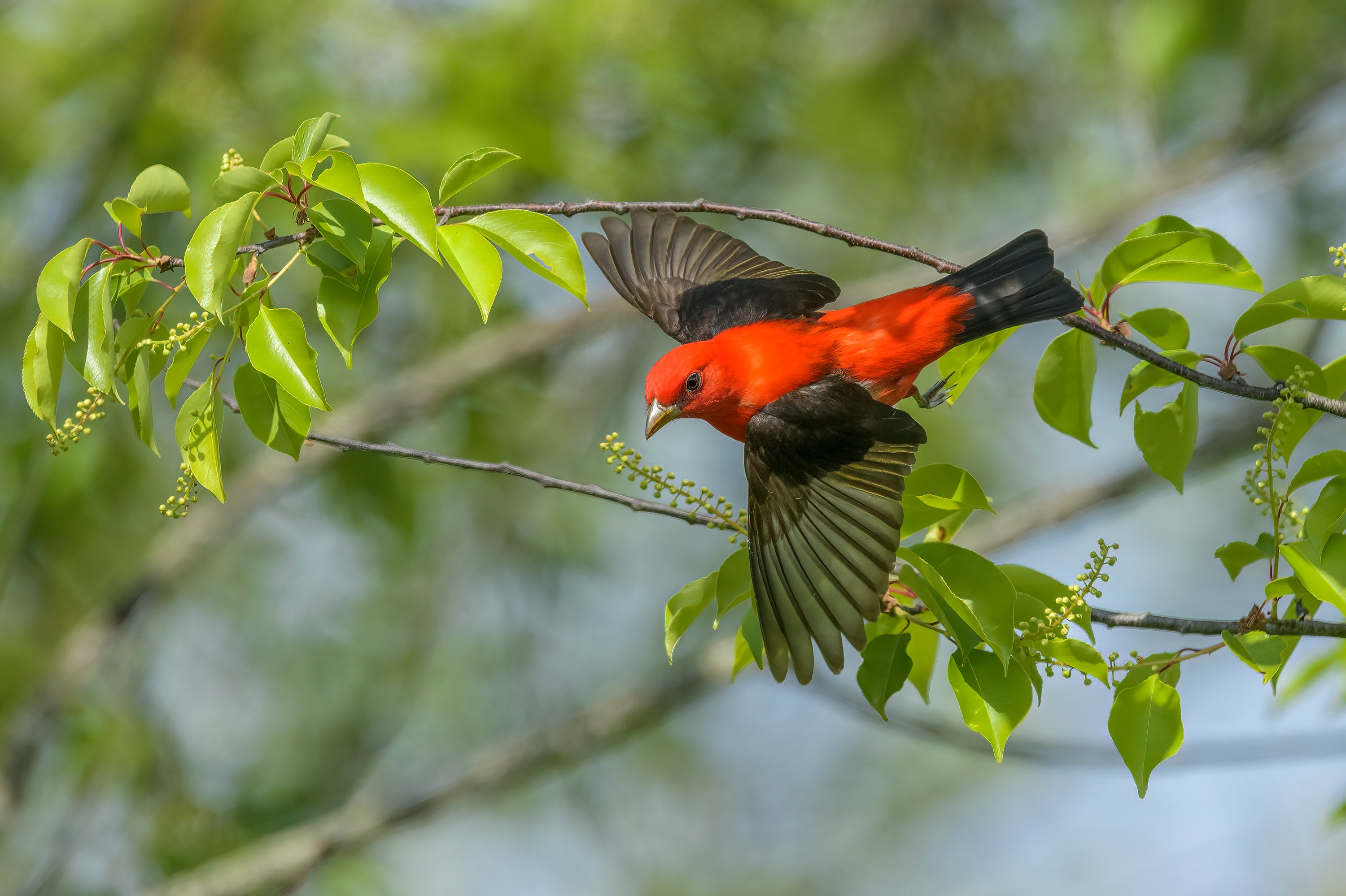 A bright red male Scarlet Tanager in flight in front of a leafy branch.