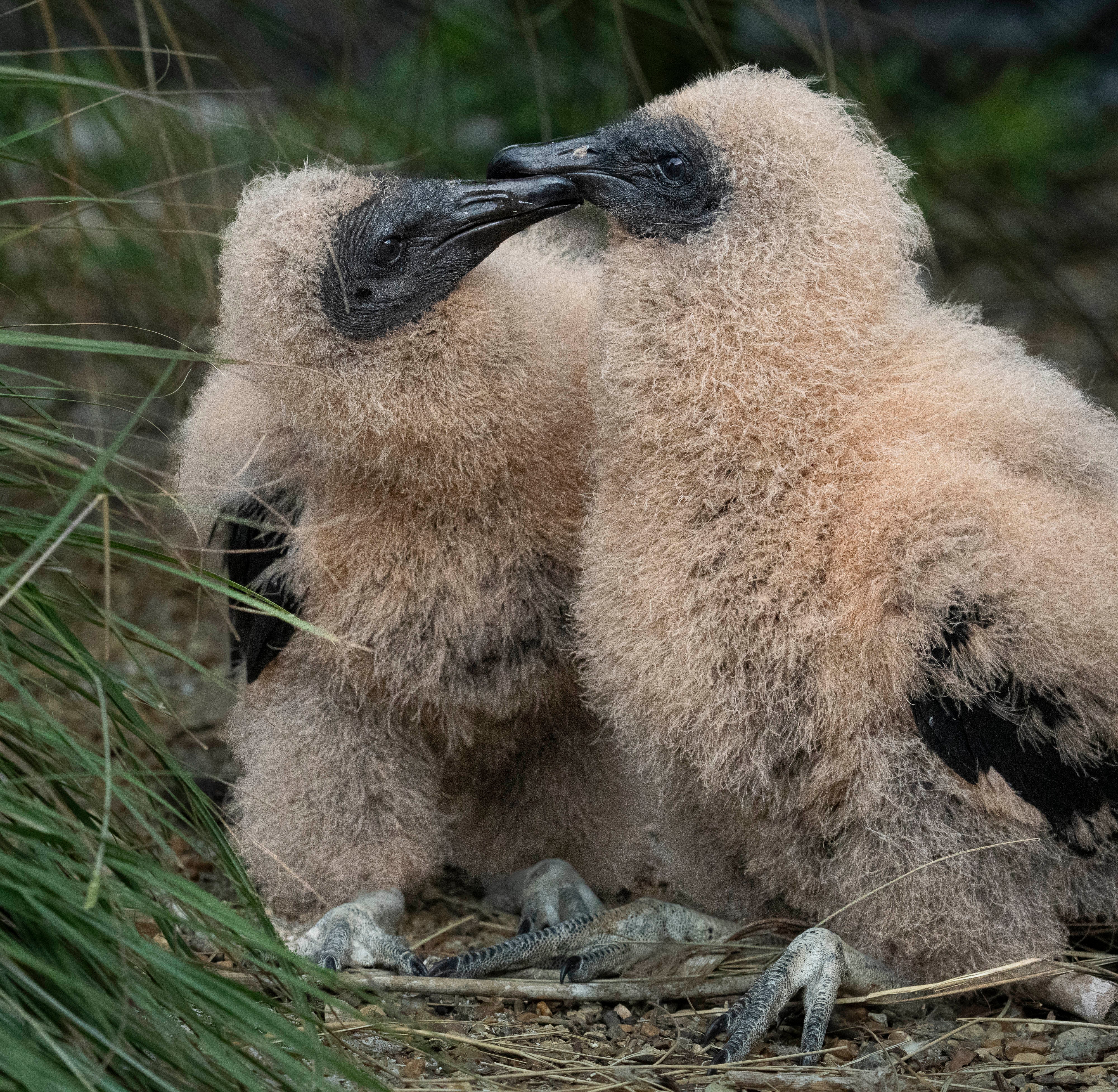 Two nestling Turkey Vultures snuggling.
