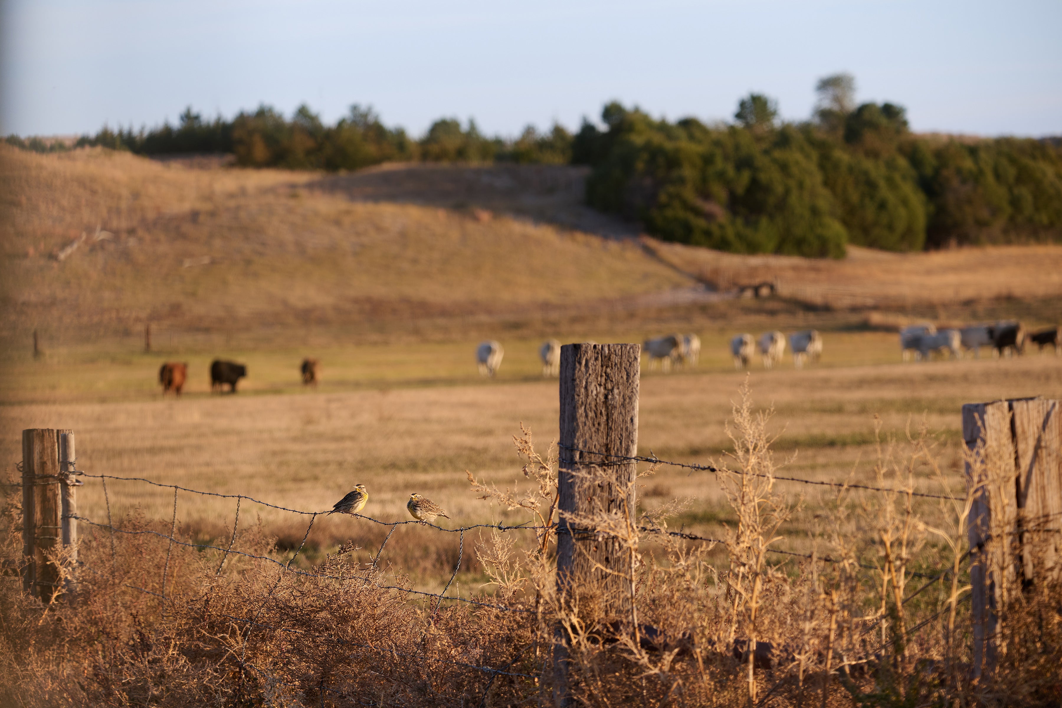Two Western Meadowlarks perch on a barbed wire fence with cattle grazing in the background.