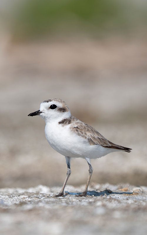 Snowy Plover.