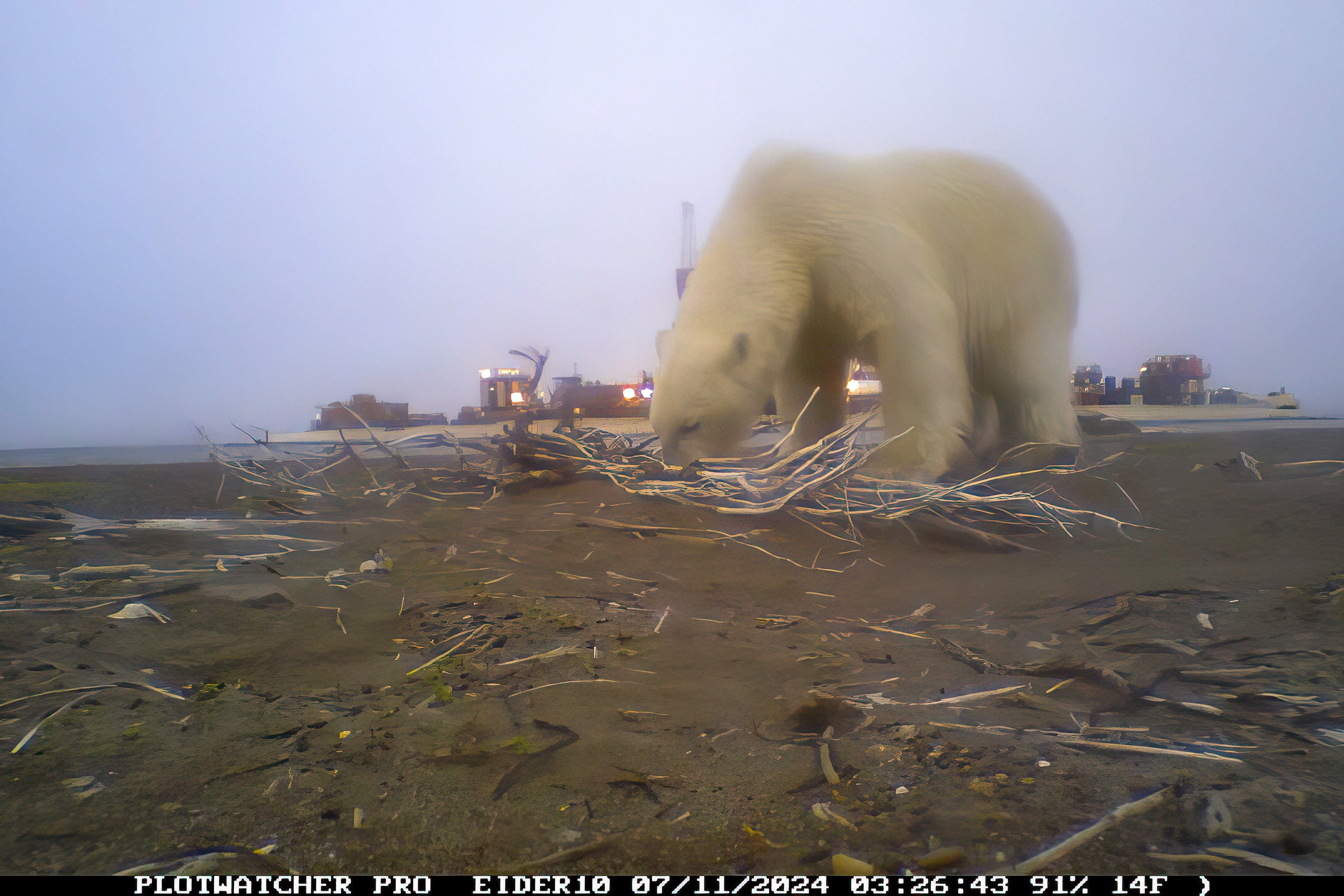 A remote camera still showing a polar bear raiding a nest.