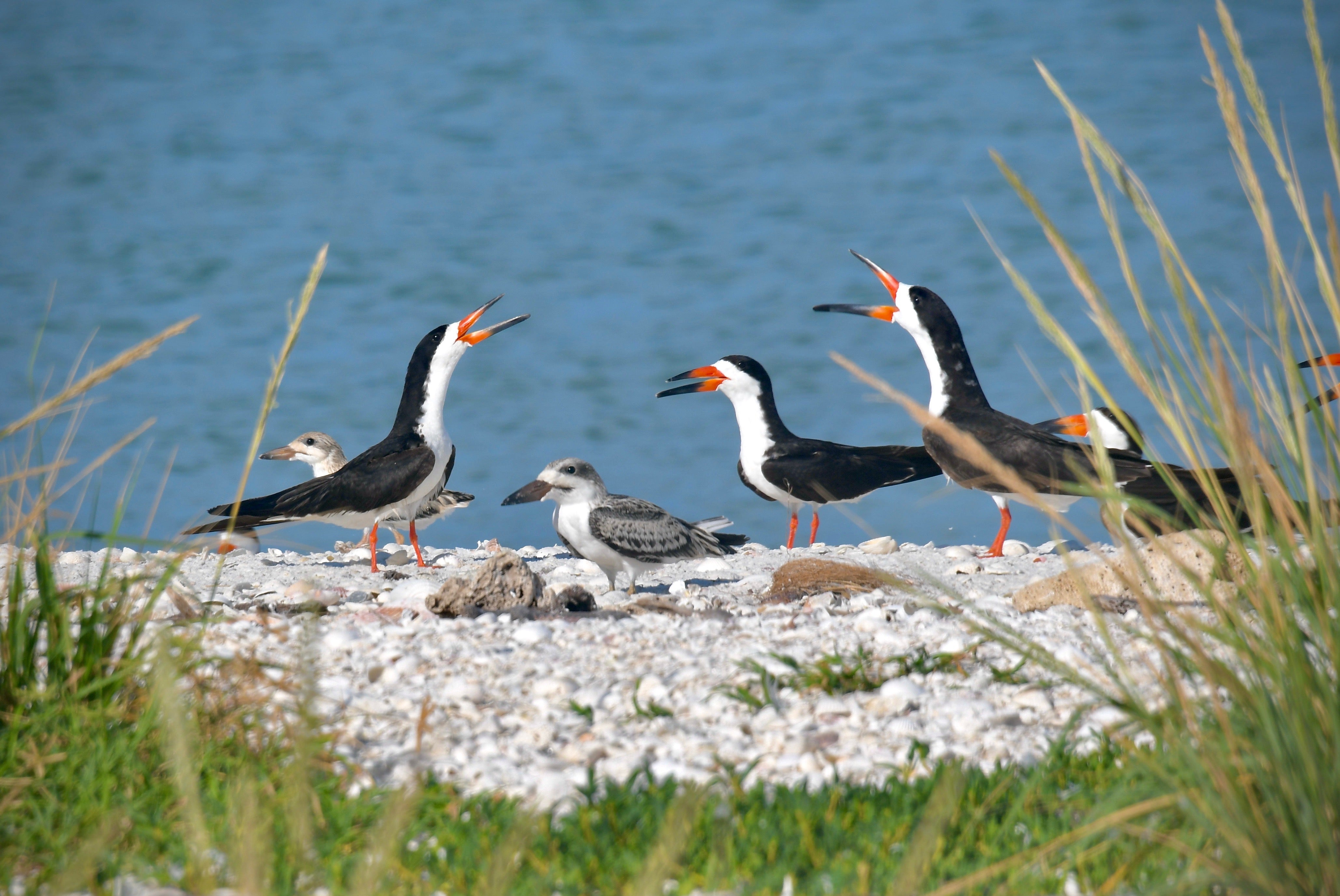 black skimmer family on the beach