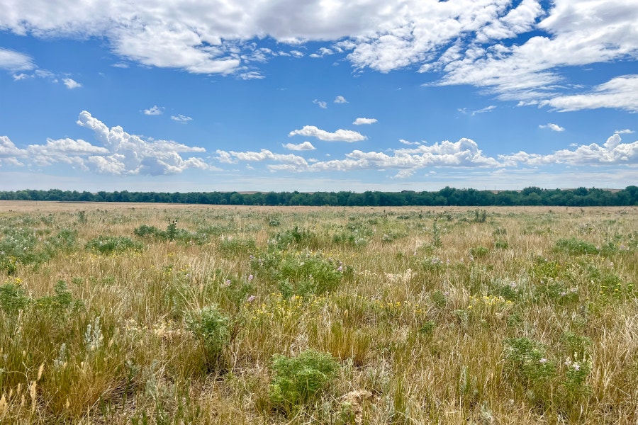 A pasture at Rafter W Ranch in July 2026 showing excellent native grass and forb diversity despite severe drought. Photo: Louisa Kimmell/Audubon