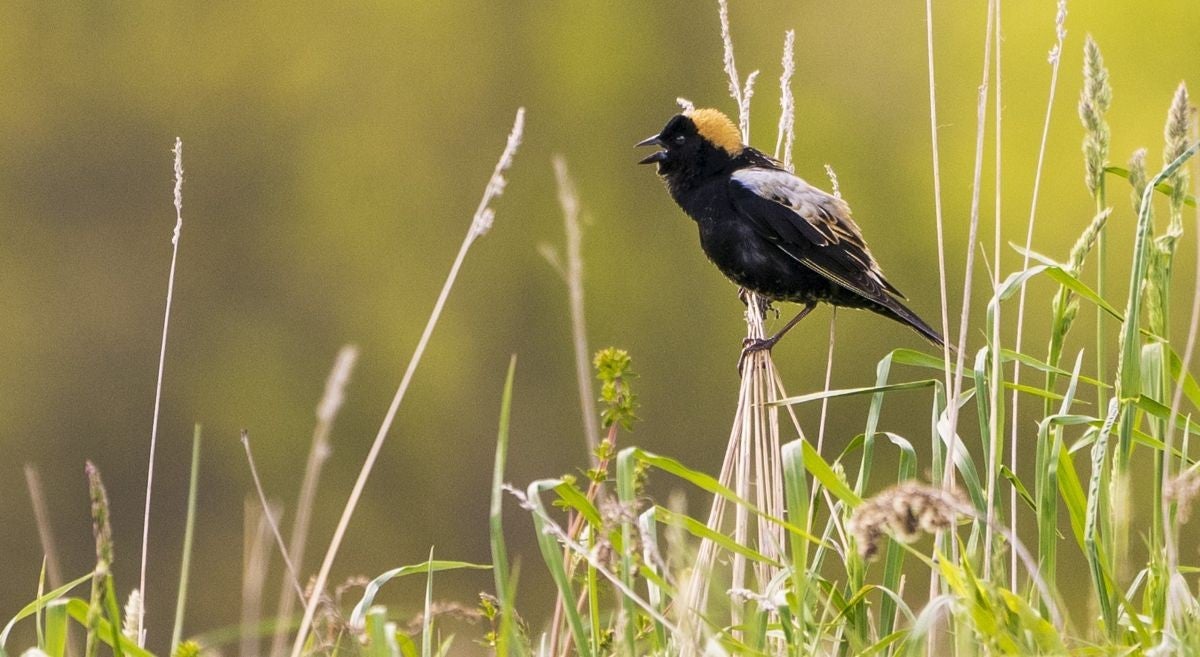 A male Bobolink, a black songbird with a blond cap, sings on a blade of grass in a field.