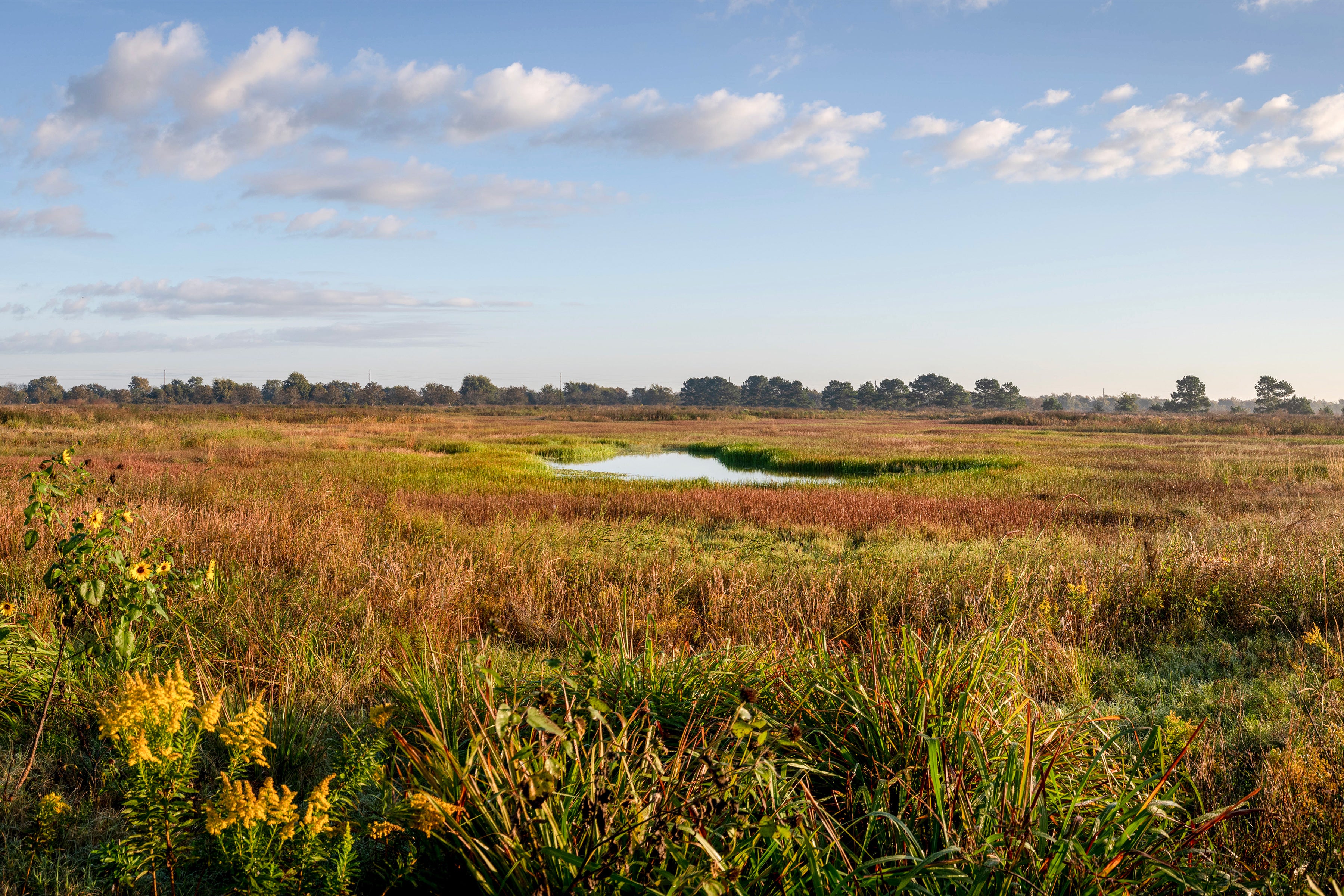 A landscape of a grassland with a small pond.