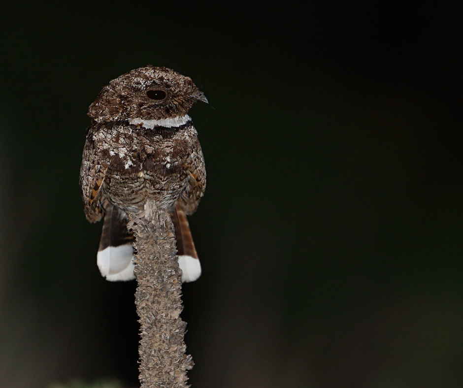 A perched Common Poorwill