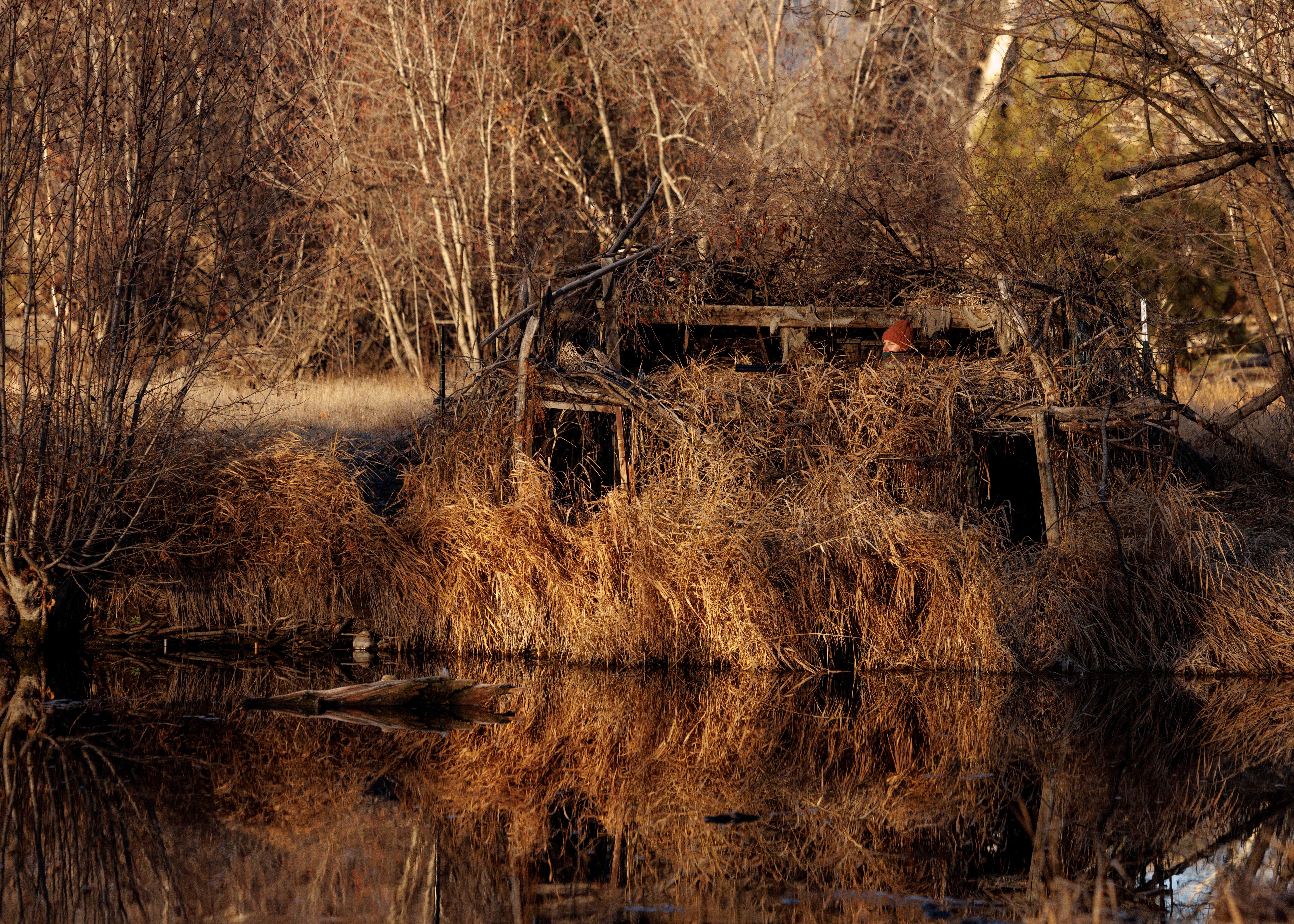 A well-camouflaged blind on a pond with a barely visible person holding a rifle inside.