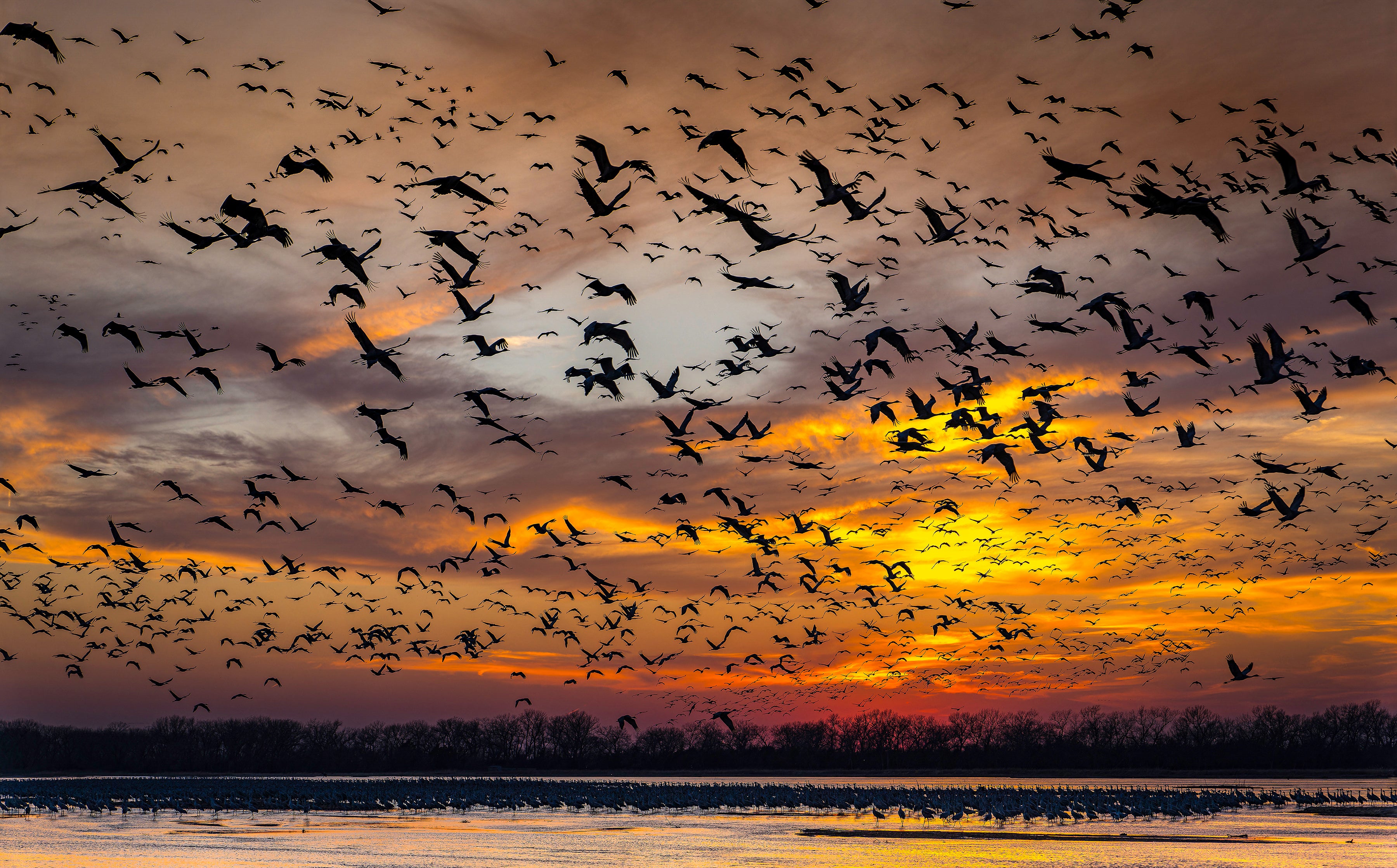 Thousands of cranes are silhouetted in the sky at sunset. Storm clouds are dark on the horizon, the sun a bright yellow spot in the lower right of the image. 