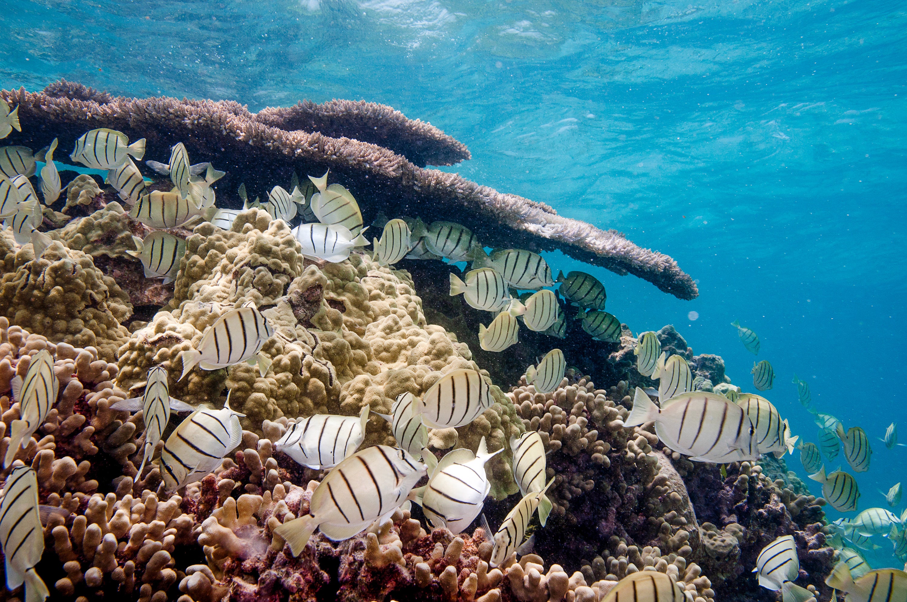 A group of white striped fish swim around coral underwater.