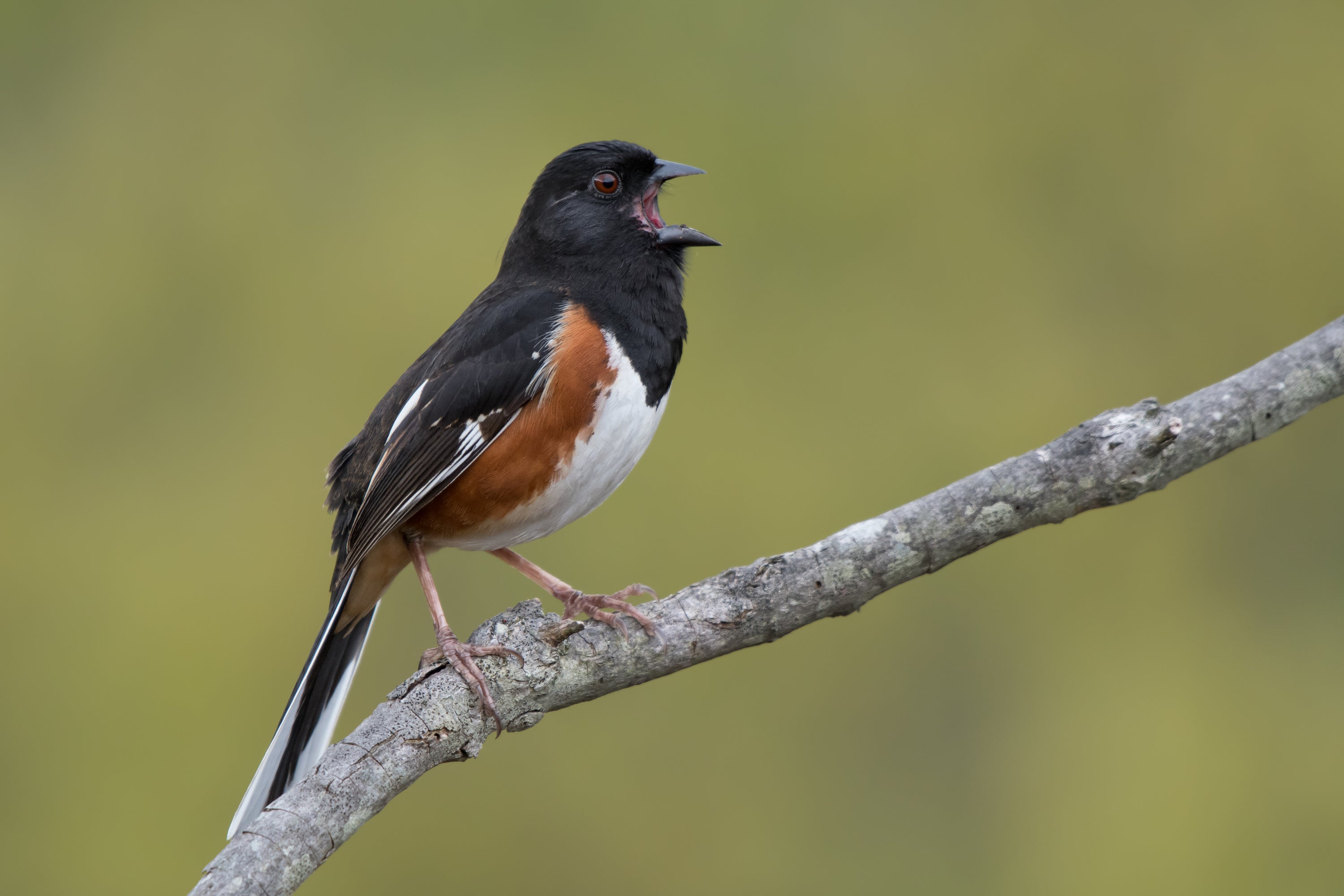 Eastern Towhee. Photo: Jesse Gordon/Audubon Photography Awards
