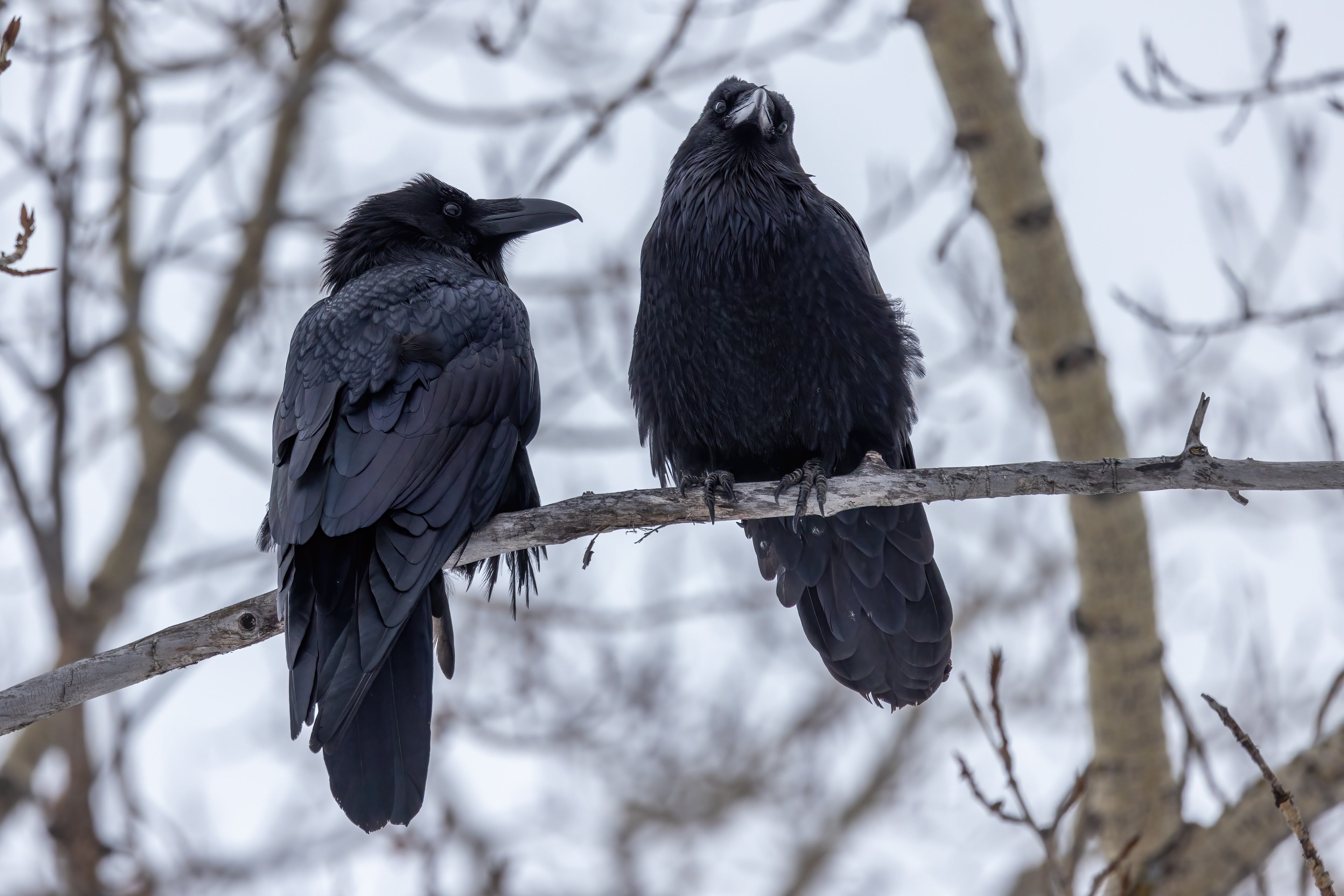 Common Raven