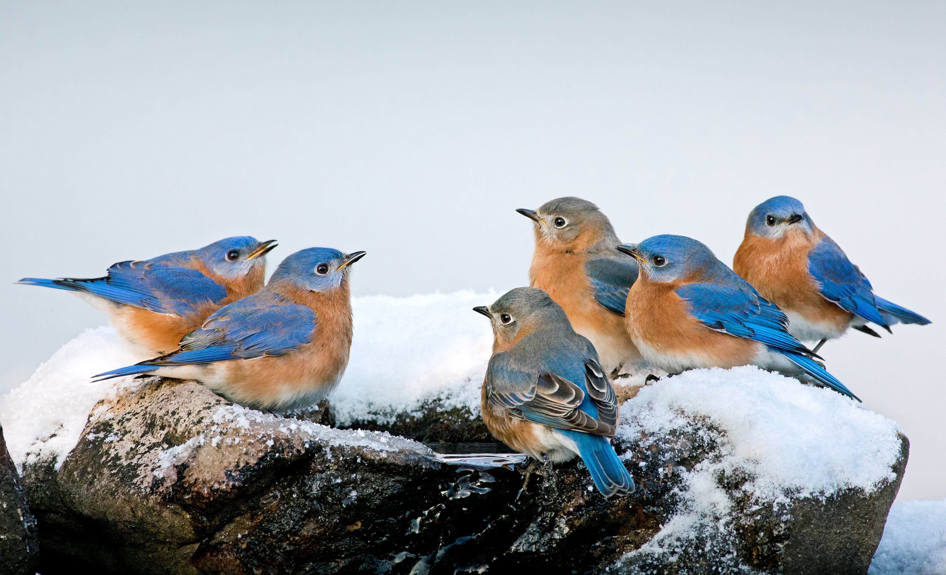 A group of bluebird sitting on a snowy birdbath. 