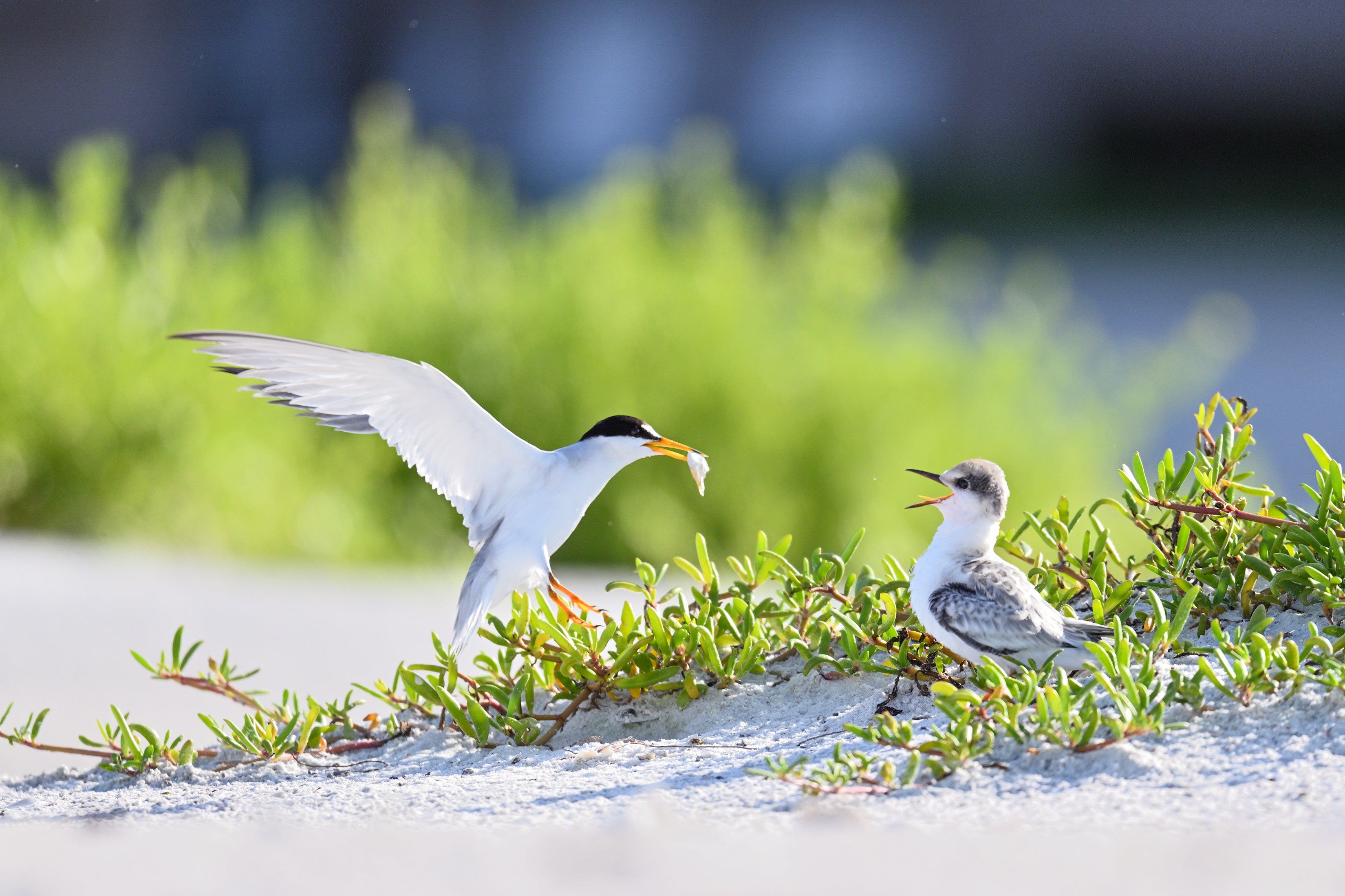 An adult Least Tern brings a fish to a juvenile on the beach.