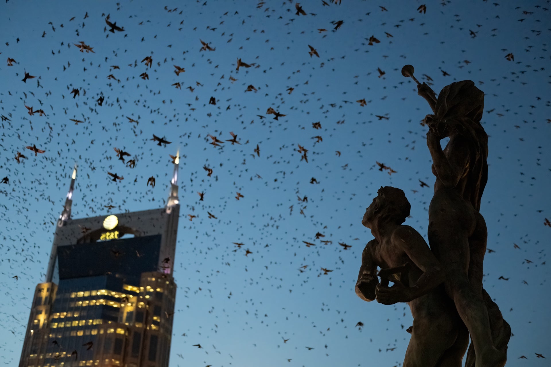 Flocks of Purple Martins fly over an urban scene at dusk.