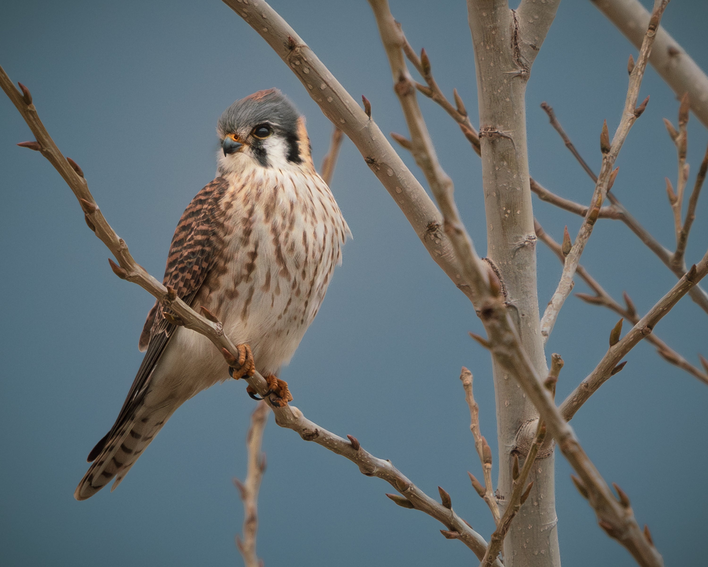 American Kestrel, female, Titus county, Texas