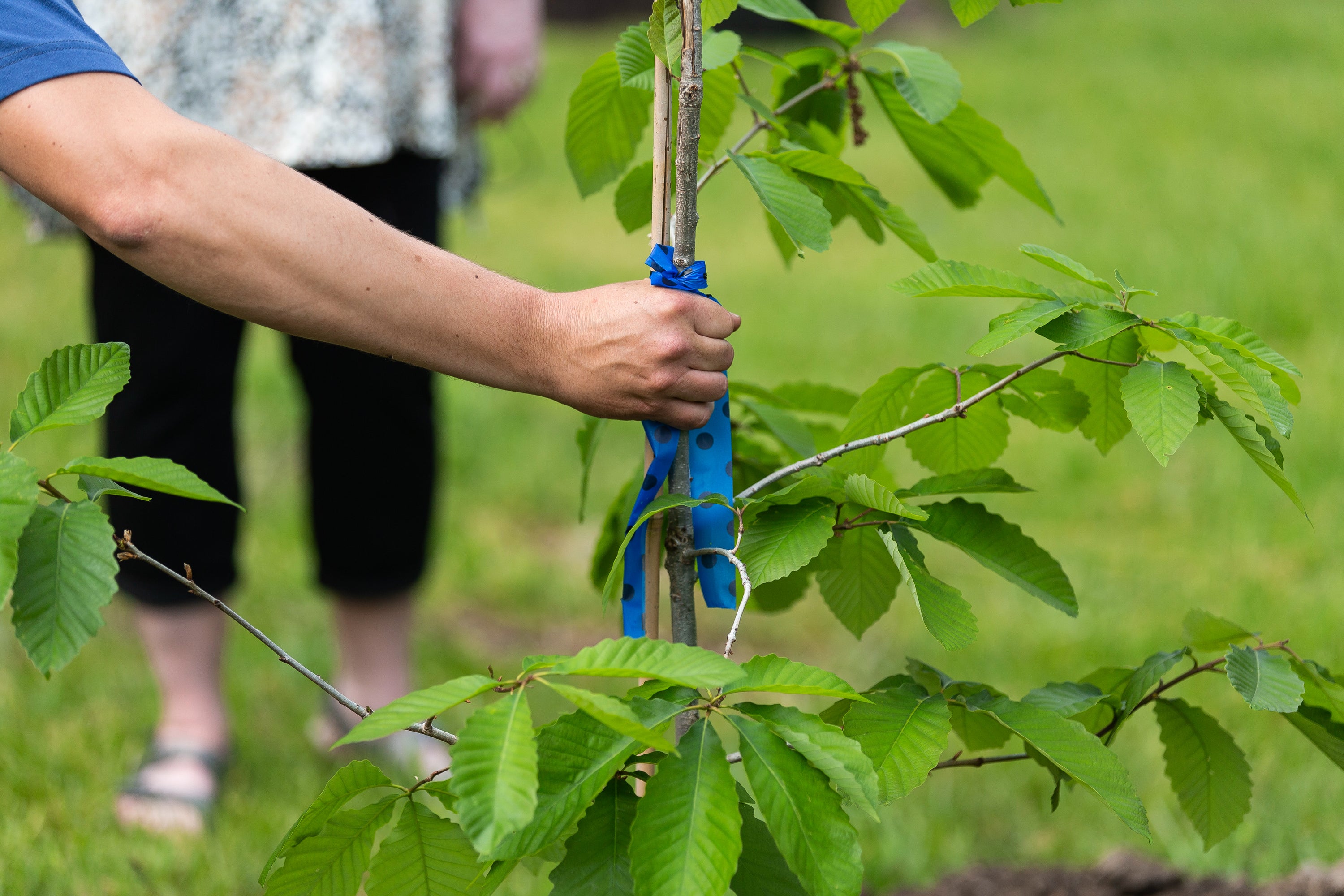 Volunteer planting a native tree. Photo: Allison Farrand