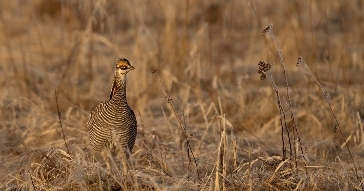 Prairie Pastured Beef to Carry the Audubon Certified Bird-Friendly Land Seal