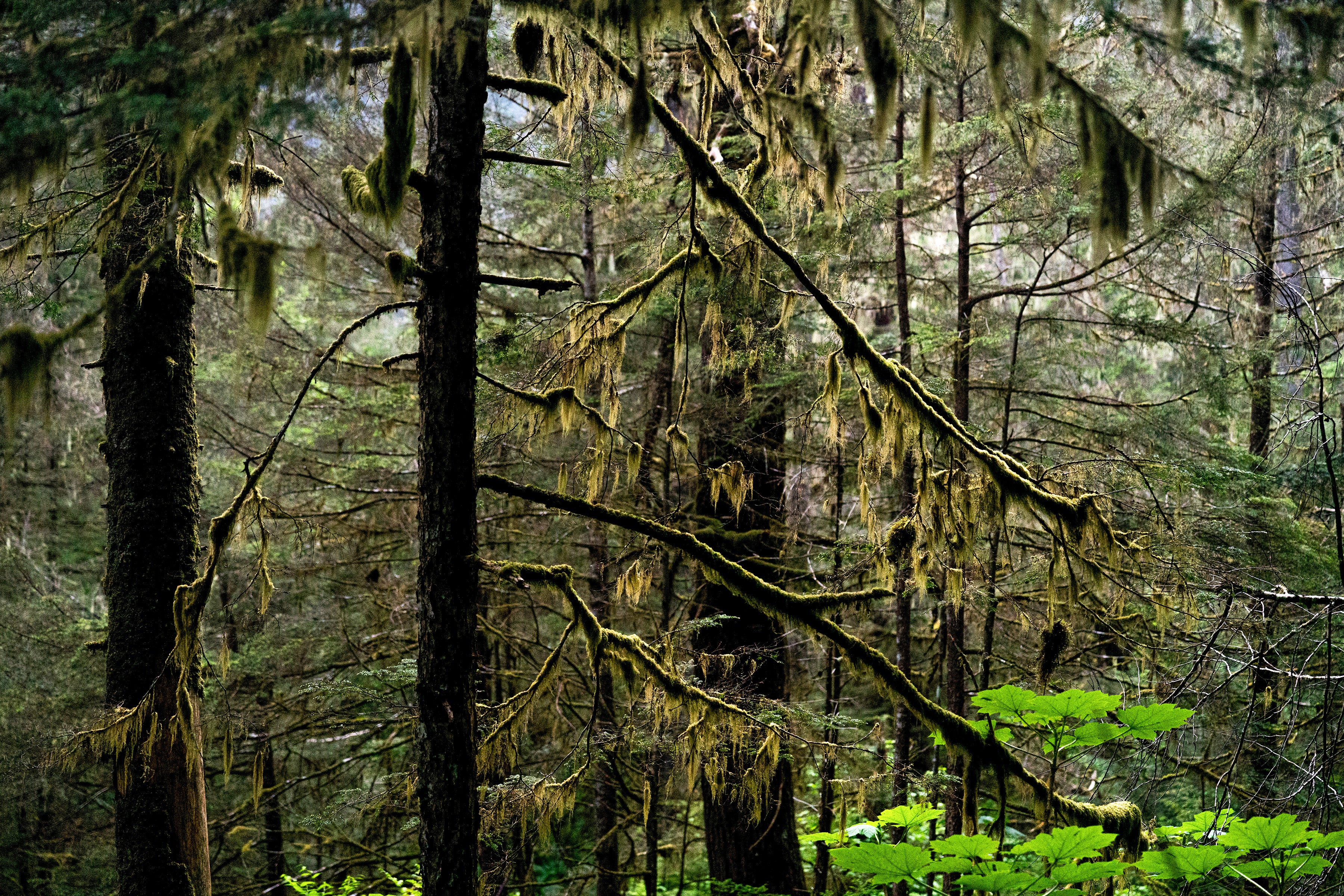 Moss hangs from old-growth trees in a dense forest.