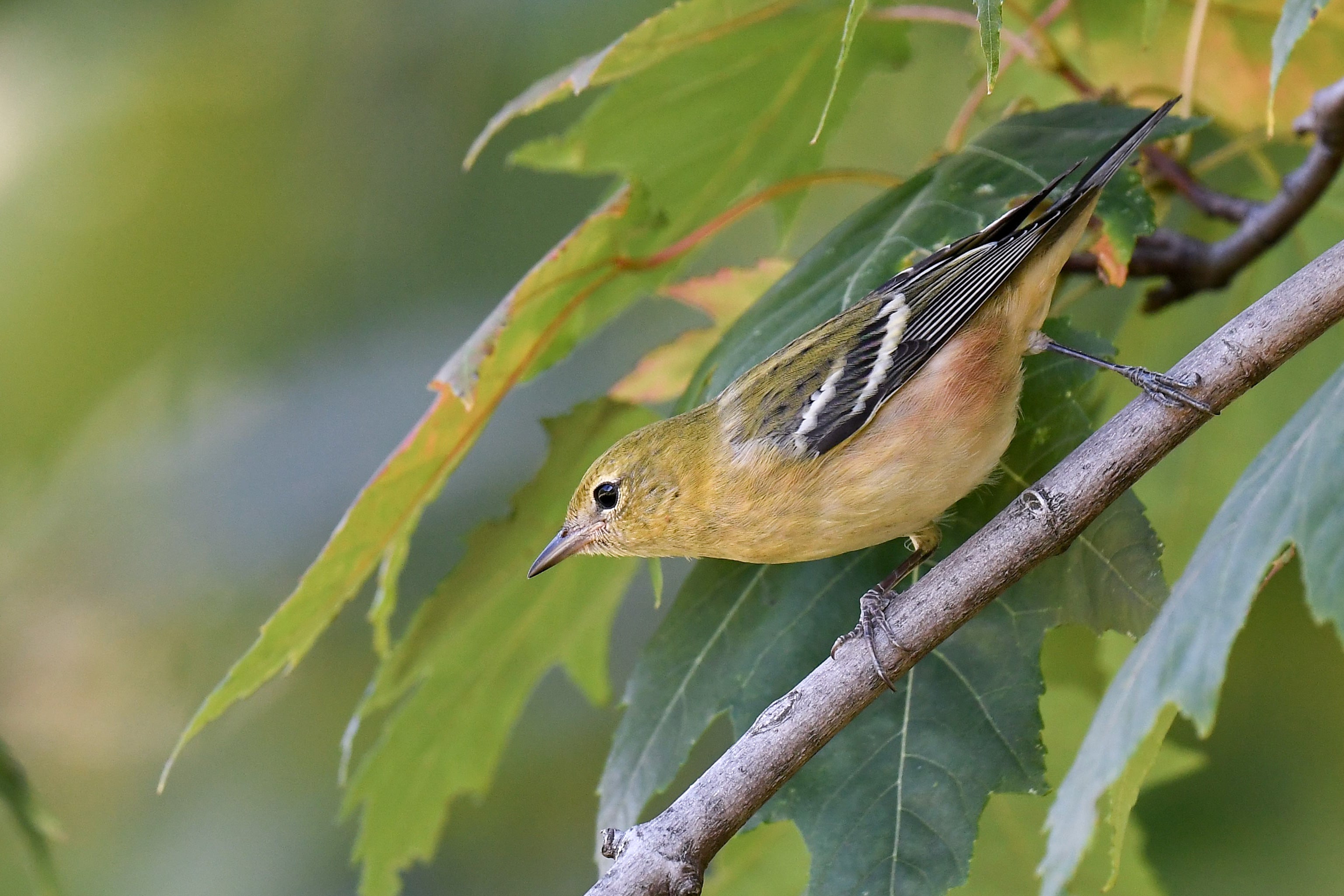 A Bay-breasted Warbler perches sideways on a branch with leaves starting to turn yellow.