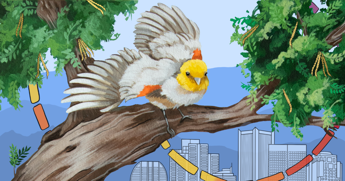 Verdin
