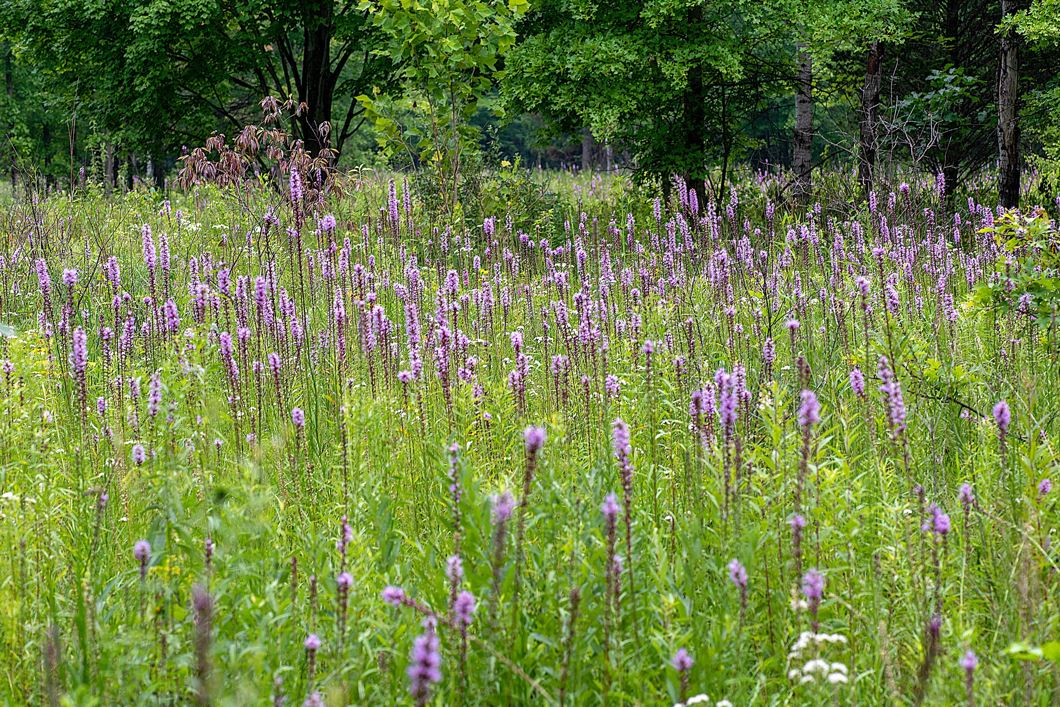 A field of tall grass and purple flowers with trees behind it.