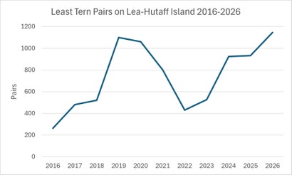 Least Tern pairs on Lea-Hutaff Island 2016-2026. Photo: Lindsay Addison/Audubon