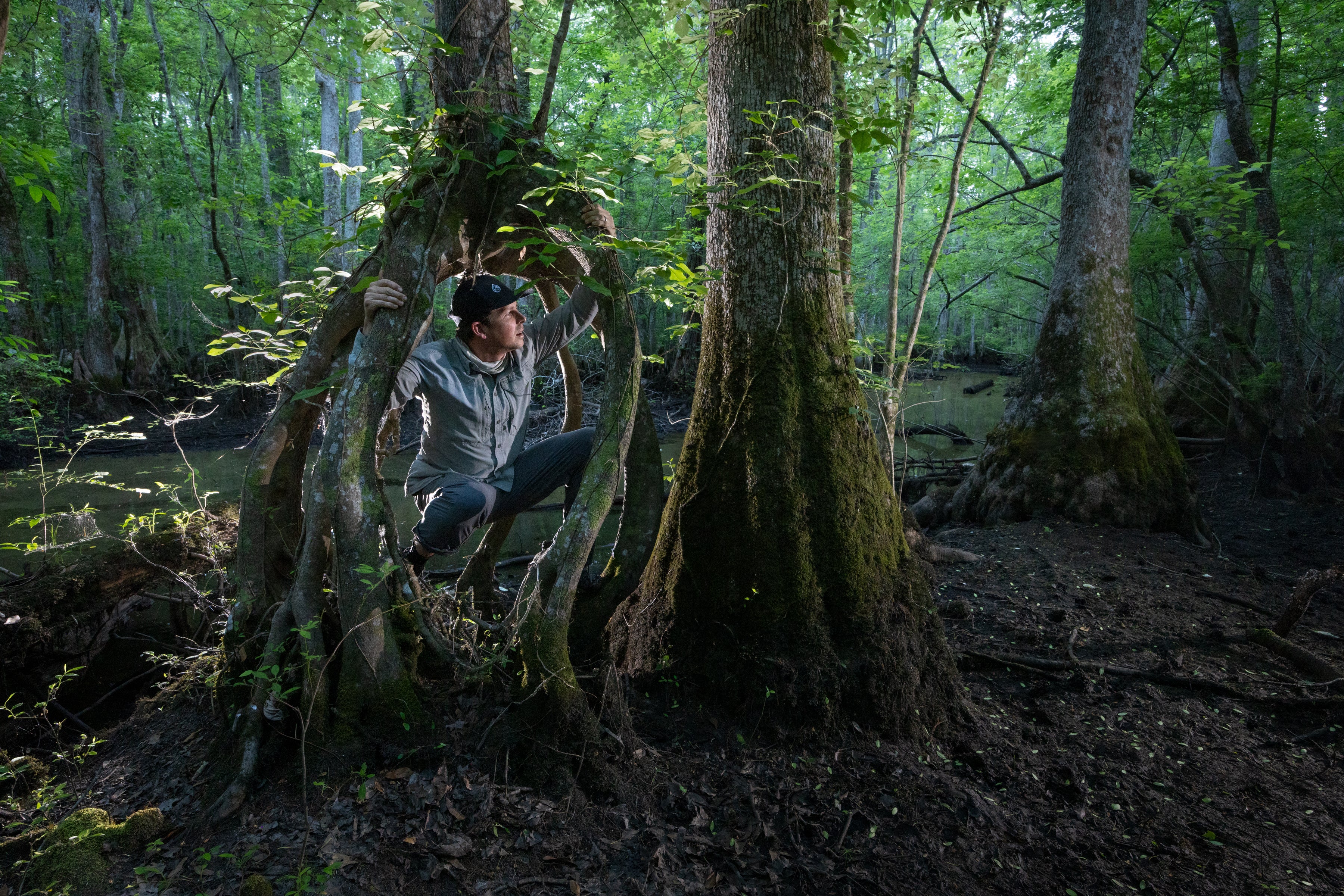 A person stands inside the hollow base of a walking maple tree, surrounded by a swamp.