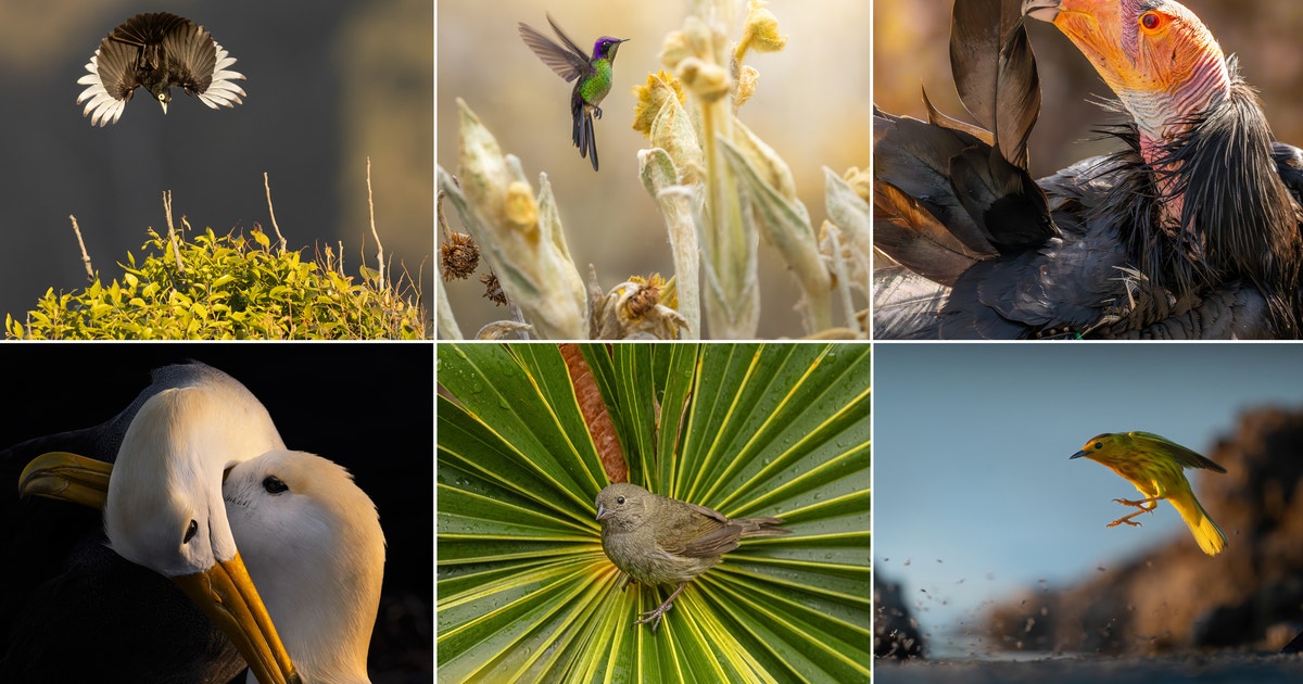 The 2026 Audubon Photography Awards: The Top 100