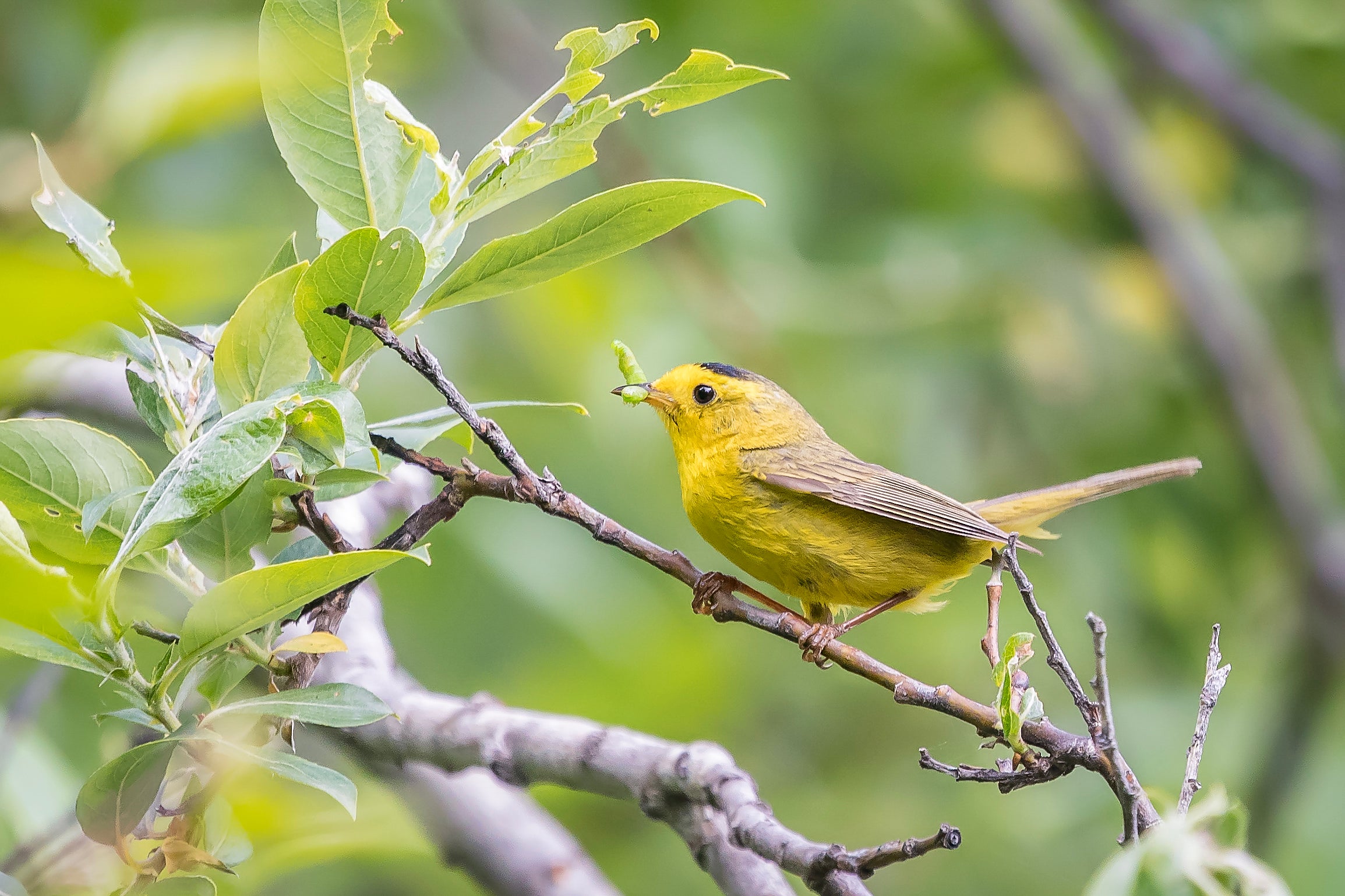 A female Wilson's Warbler perched on a leafy branch holding a green caterpillar in her beak.