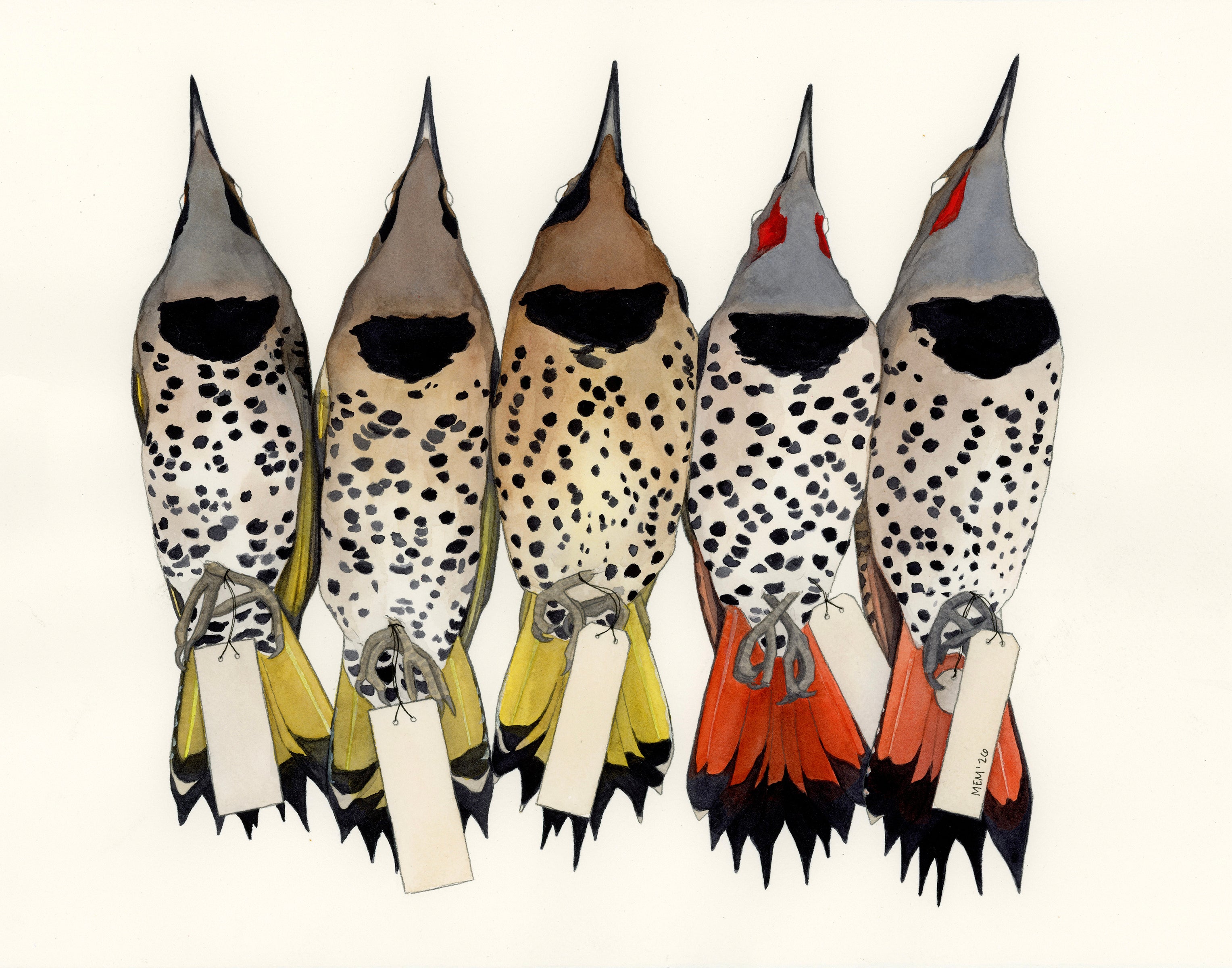 North Flicker Study Skins
