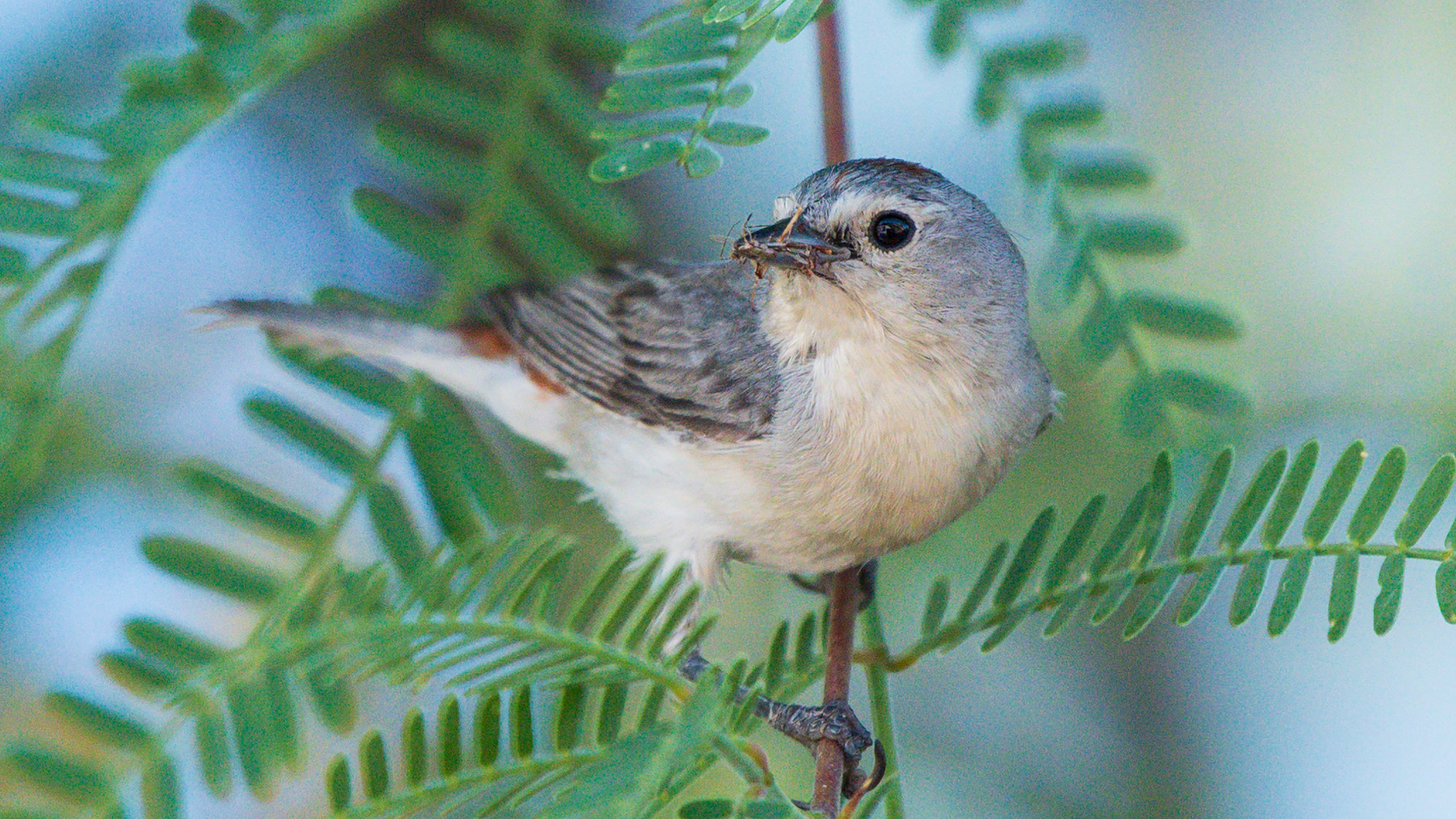 A perched Lucy's Warbler