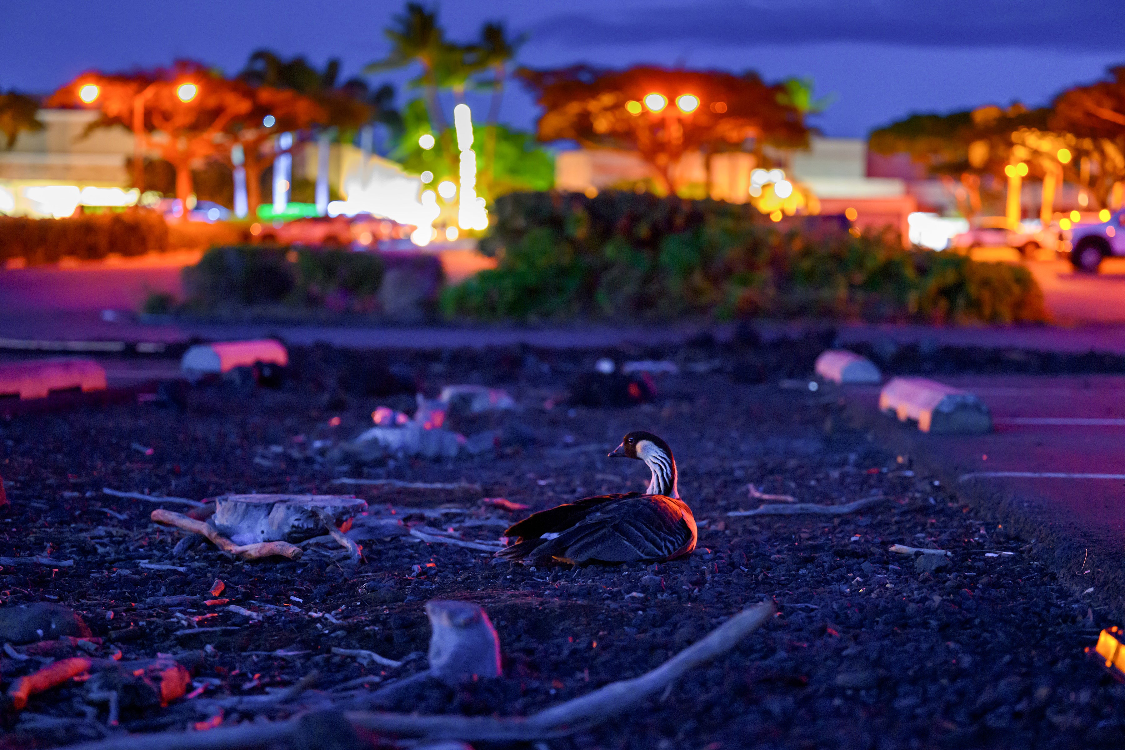 A Nēnē goose sits in a gravel area of a parking lot at night with buildings and colorful lights in the background.