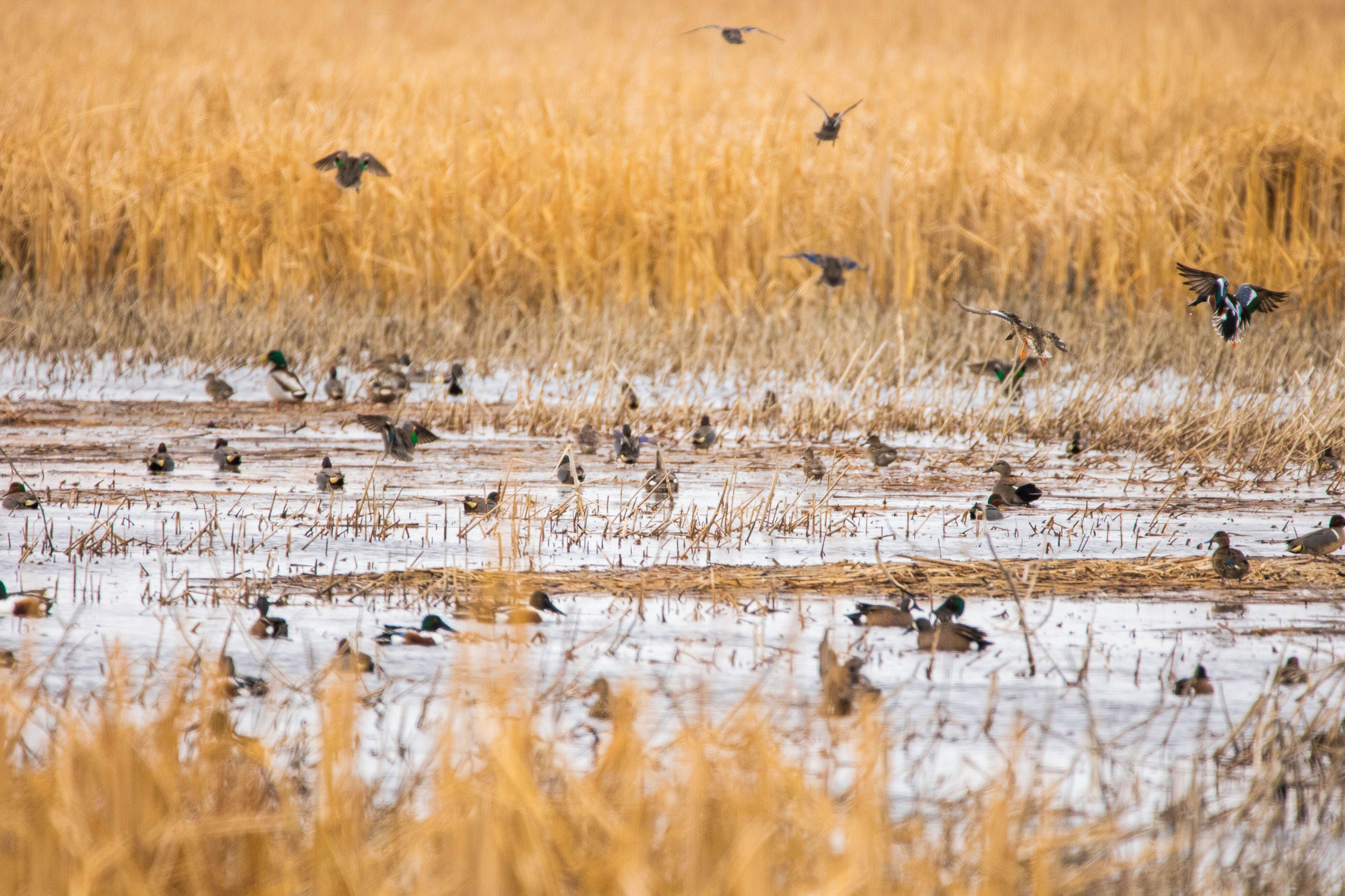 Many different duck species flock in shallow water in a prairie.