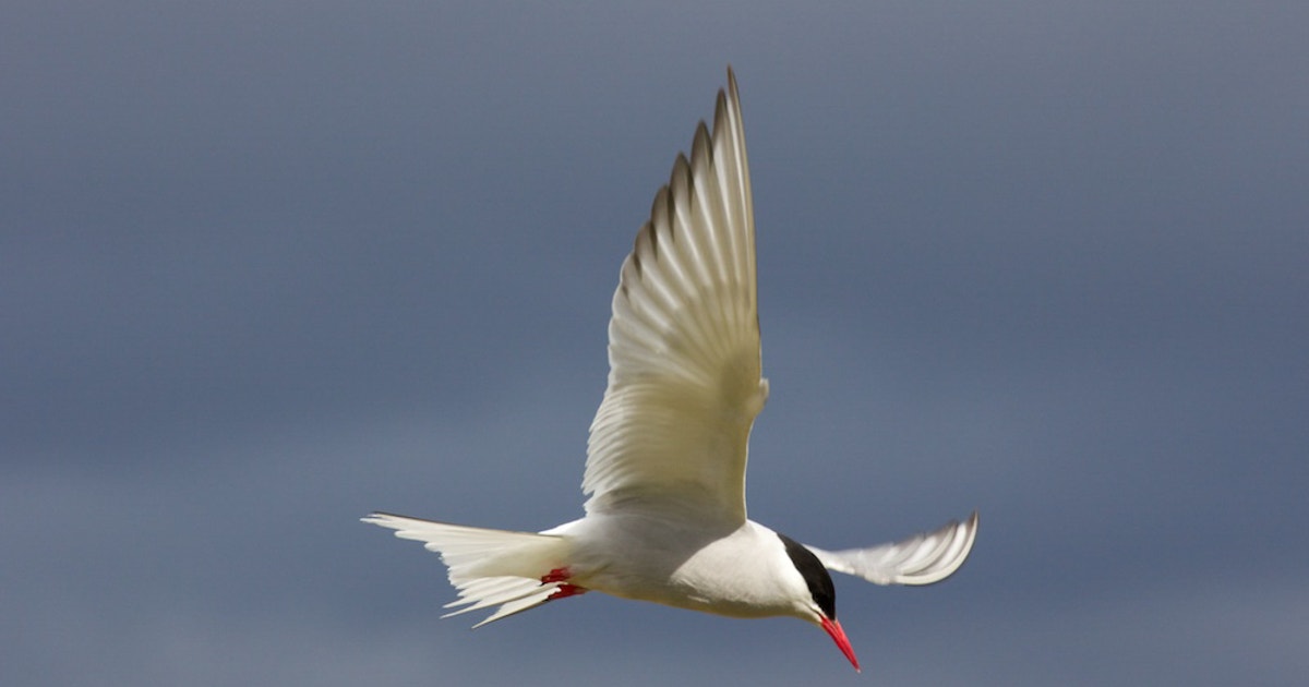 Audubon Applauds Canada’s Commitment to Invest in Arctic Marine Protections