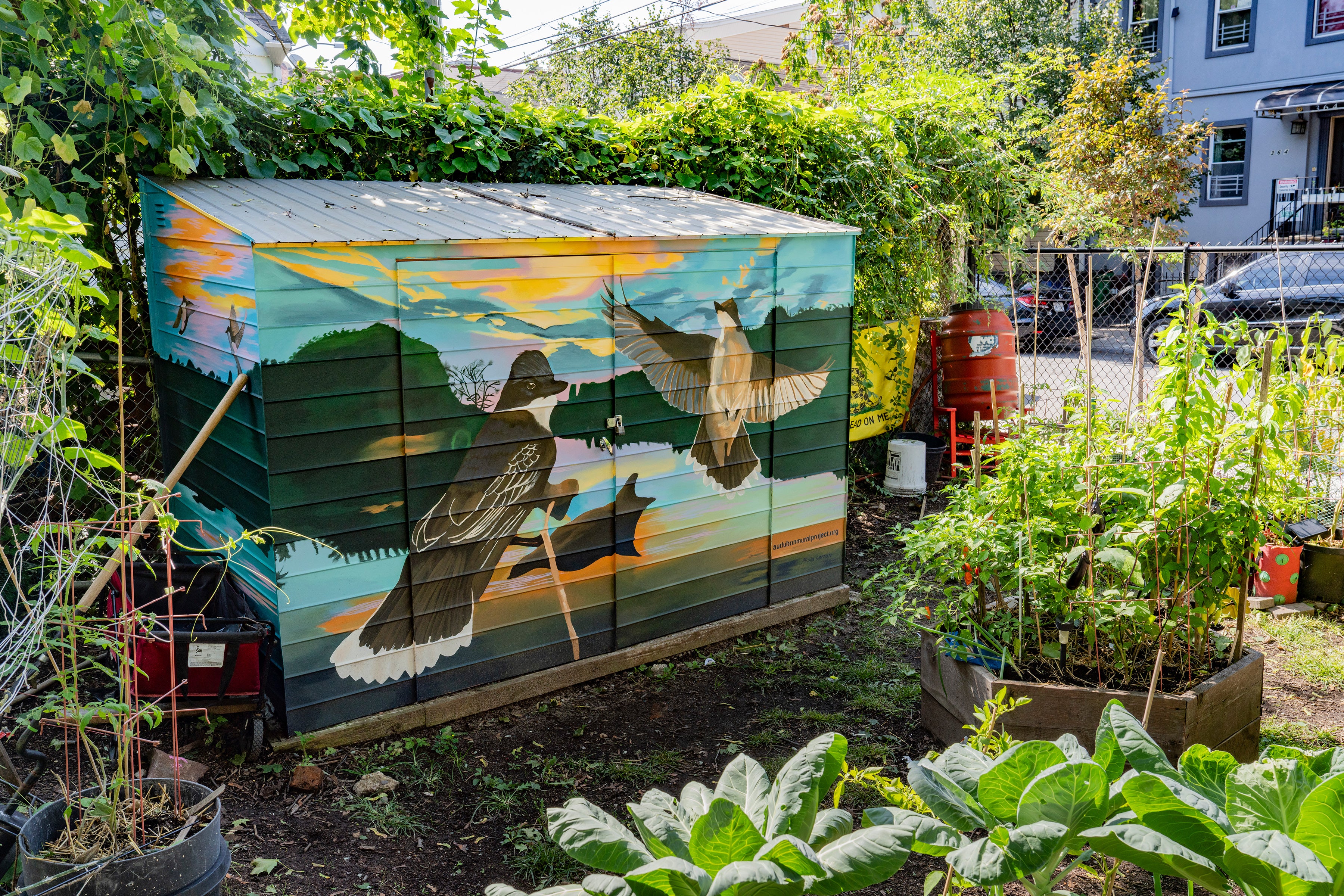 A colorful mural of Eastern Kingbirds in a lake landscape painted on a shed in a lush urban garden.