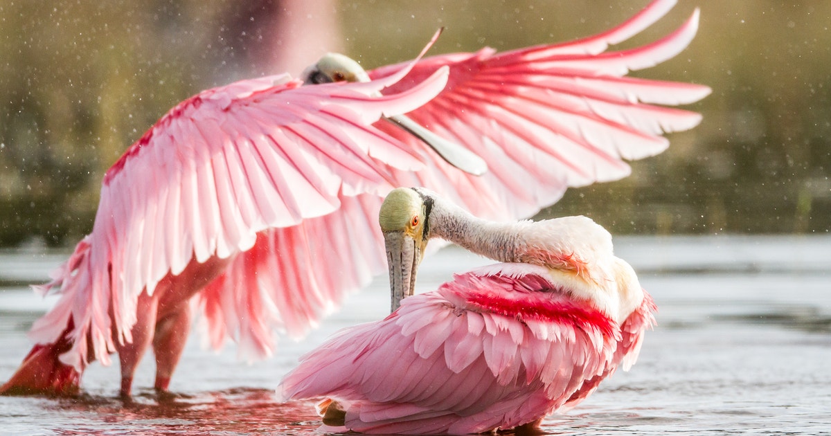 The Pink Birds of North America